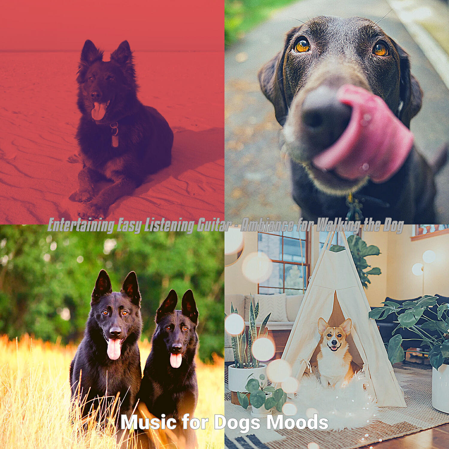 Music for Dogs Moods - Easy Listening Acoustic Guitar Soundtrack for Doggy Training