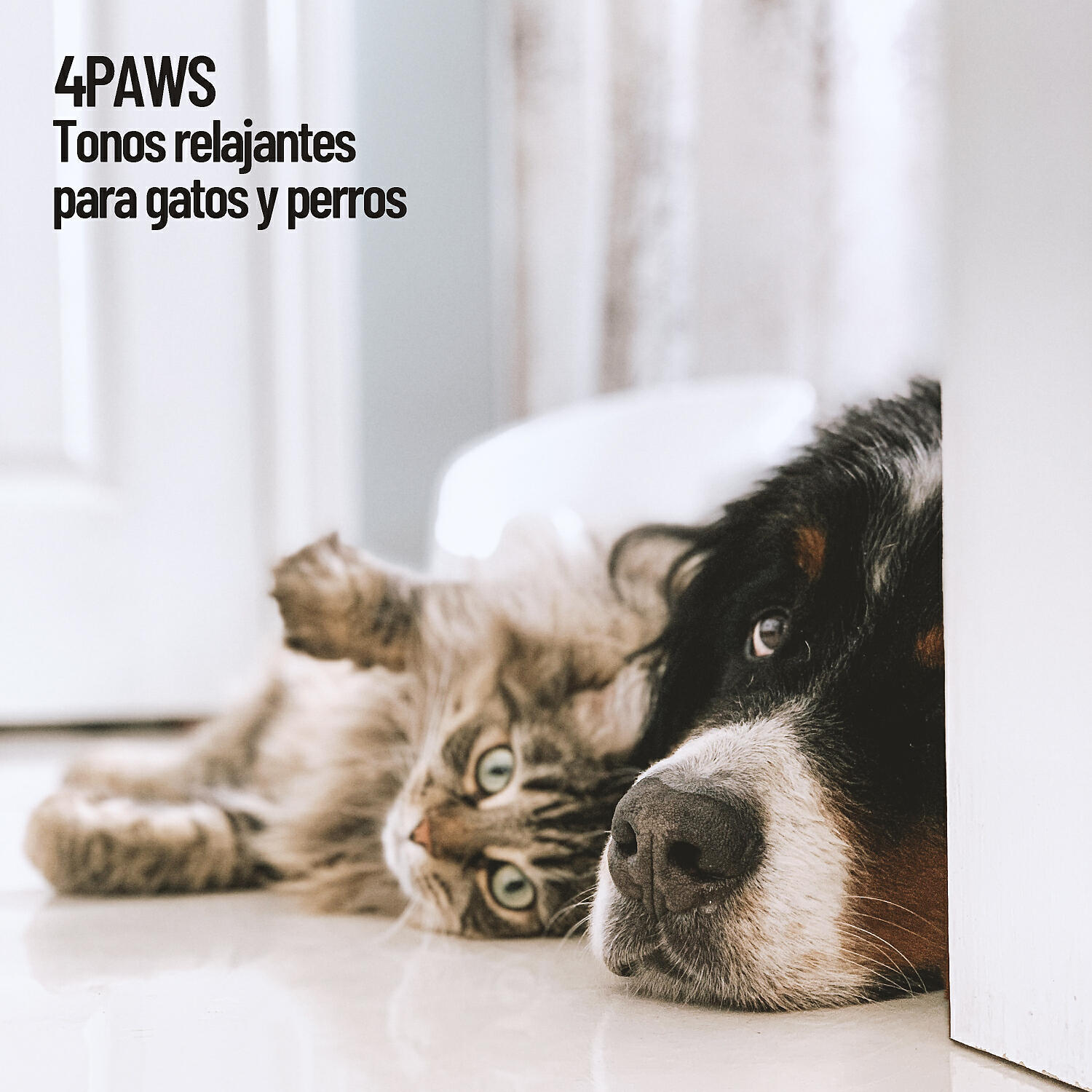 Dog Music - Experiencia de sonido para perros