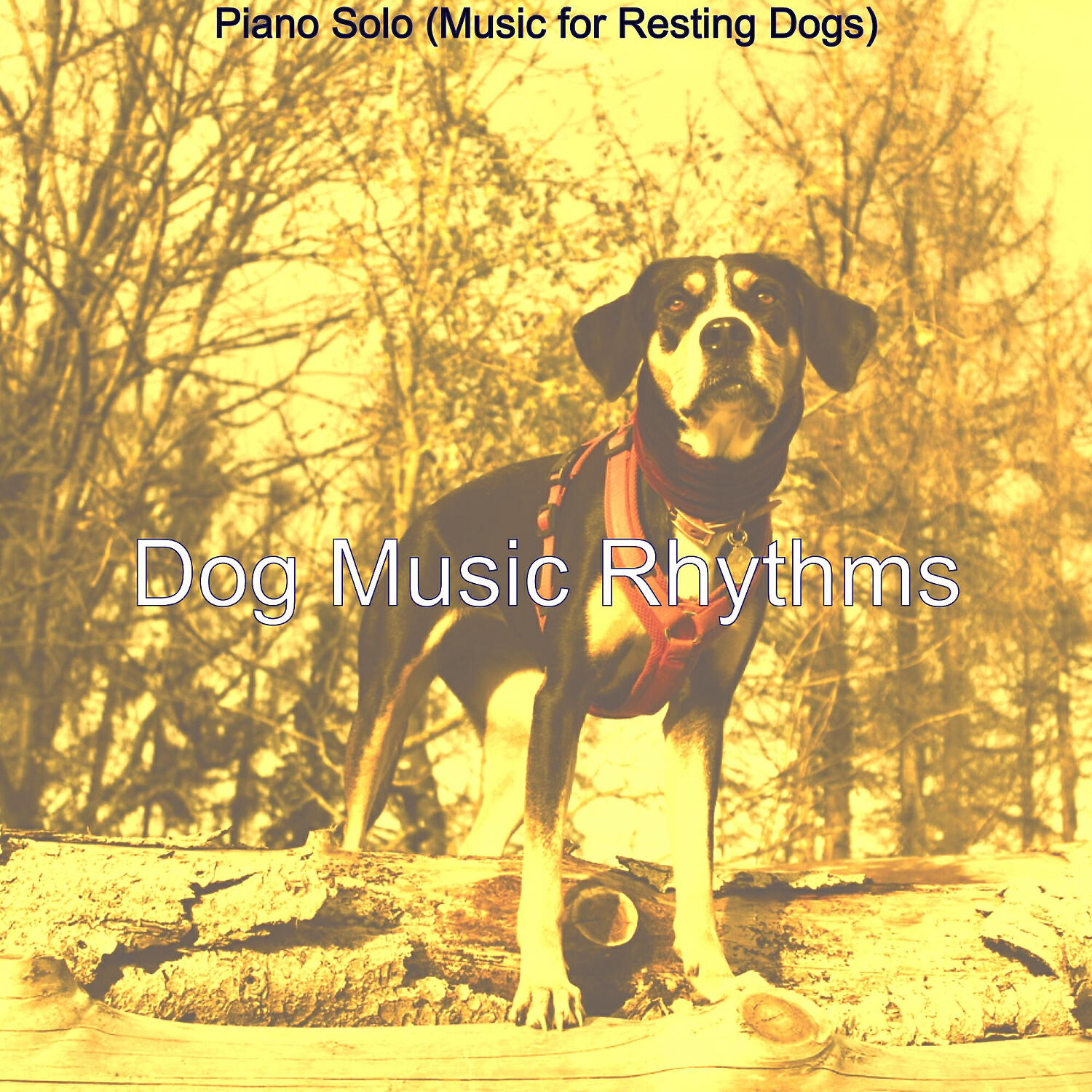 Dog Music Rhythms - Extraordinary Solo Piano Jazz - Vibe for Puppies
