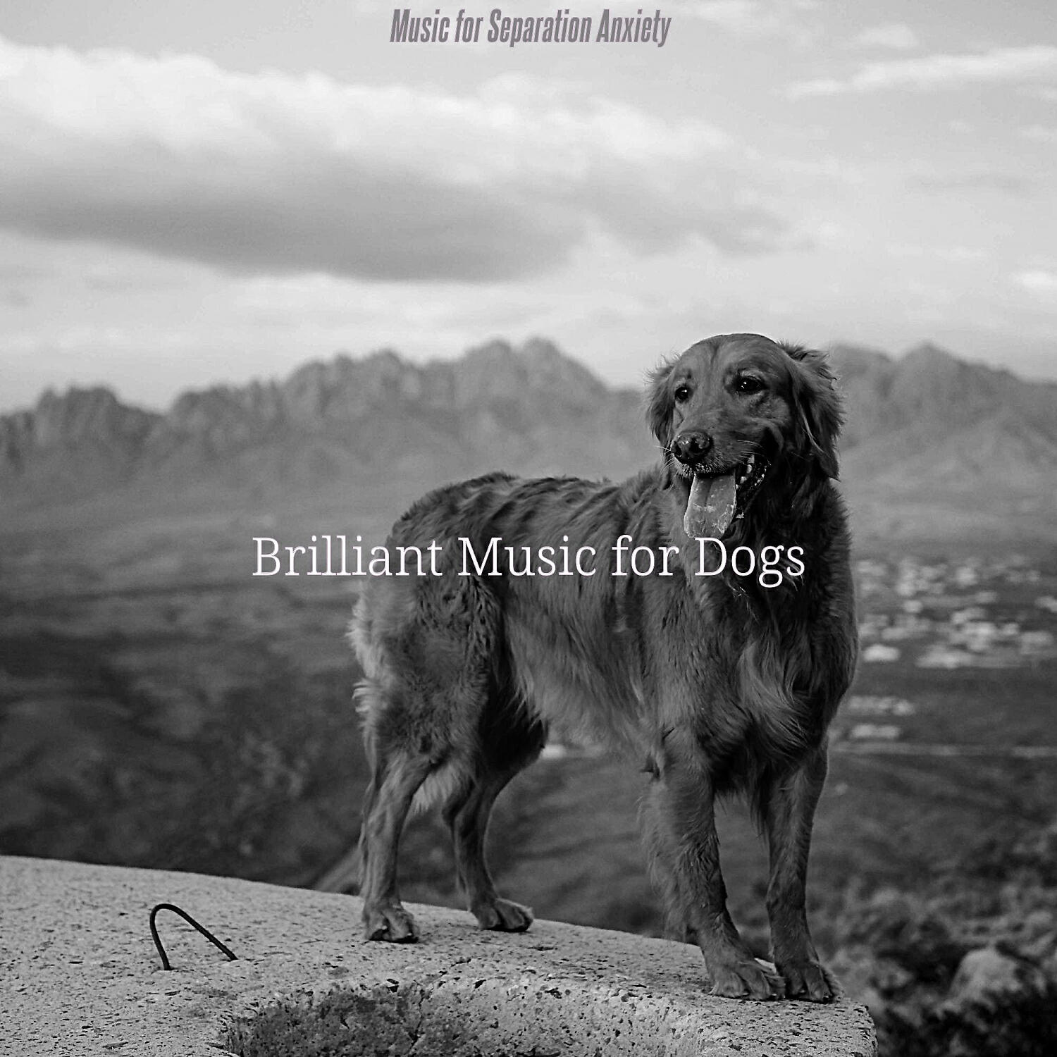 Brilliant Music for Dogs - Calm Jazz Guitar Trio - Vibe for Sleeping Dogs