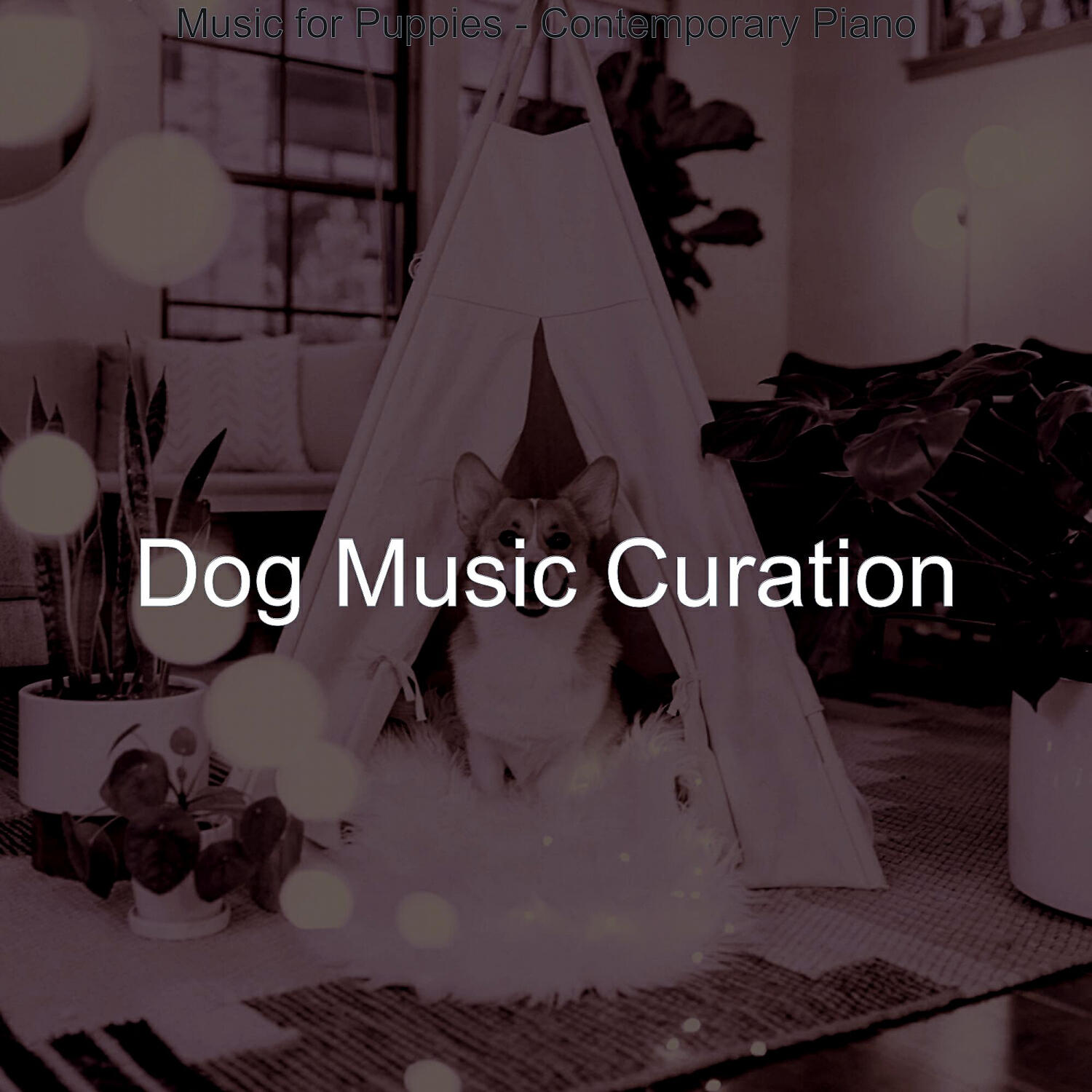 Dog Music Curation - Excellent Solo Piano Jazz - Vibe for Doggy Training