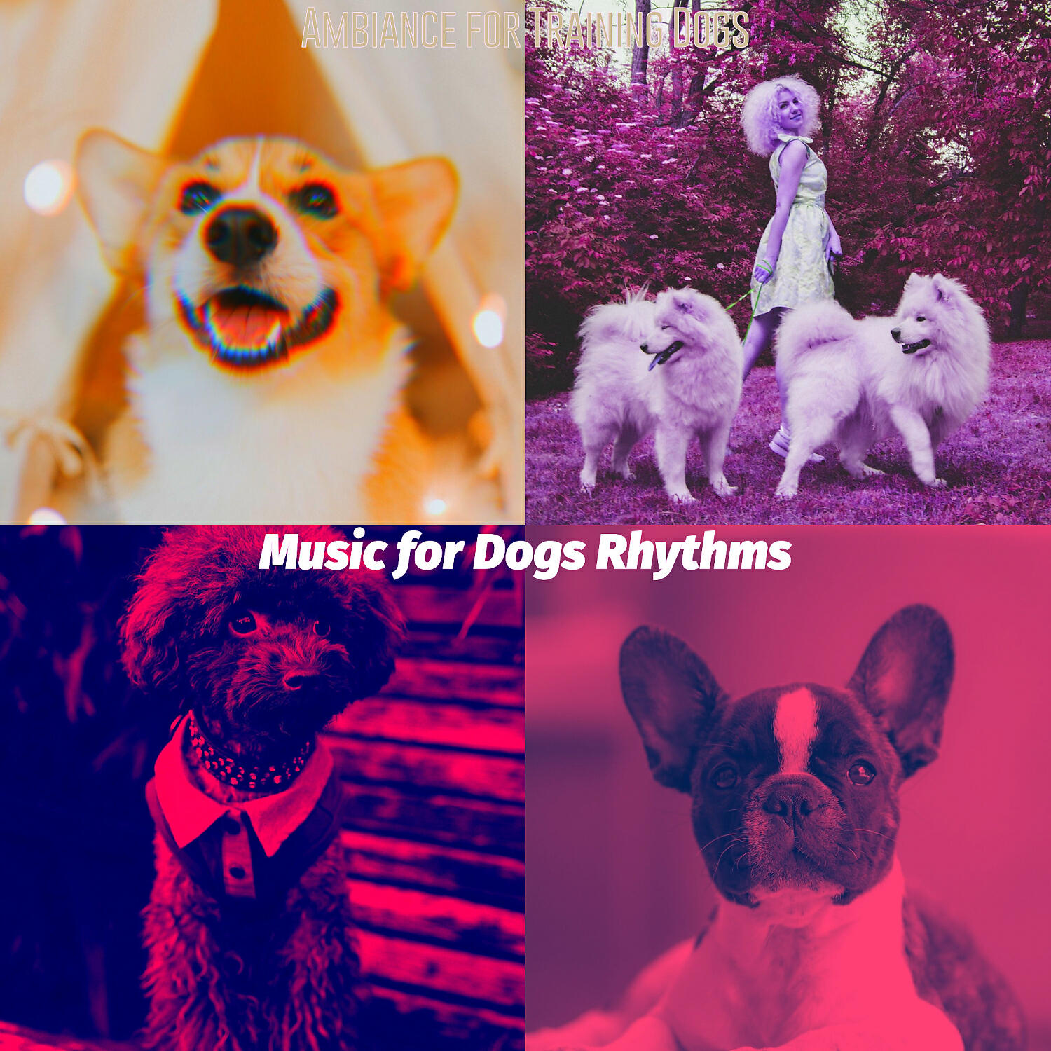 Music for Dogs Rhythms - Uplifting Jazz Guitar Trio - Vibe for Dogs