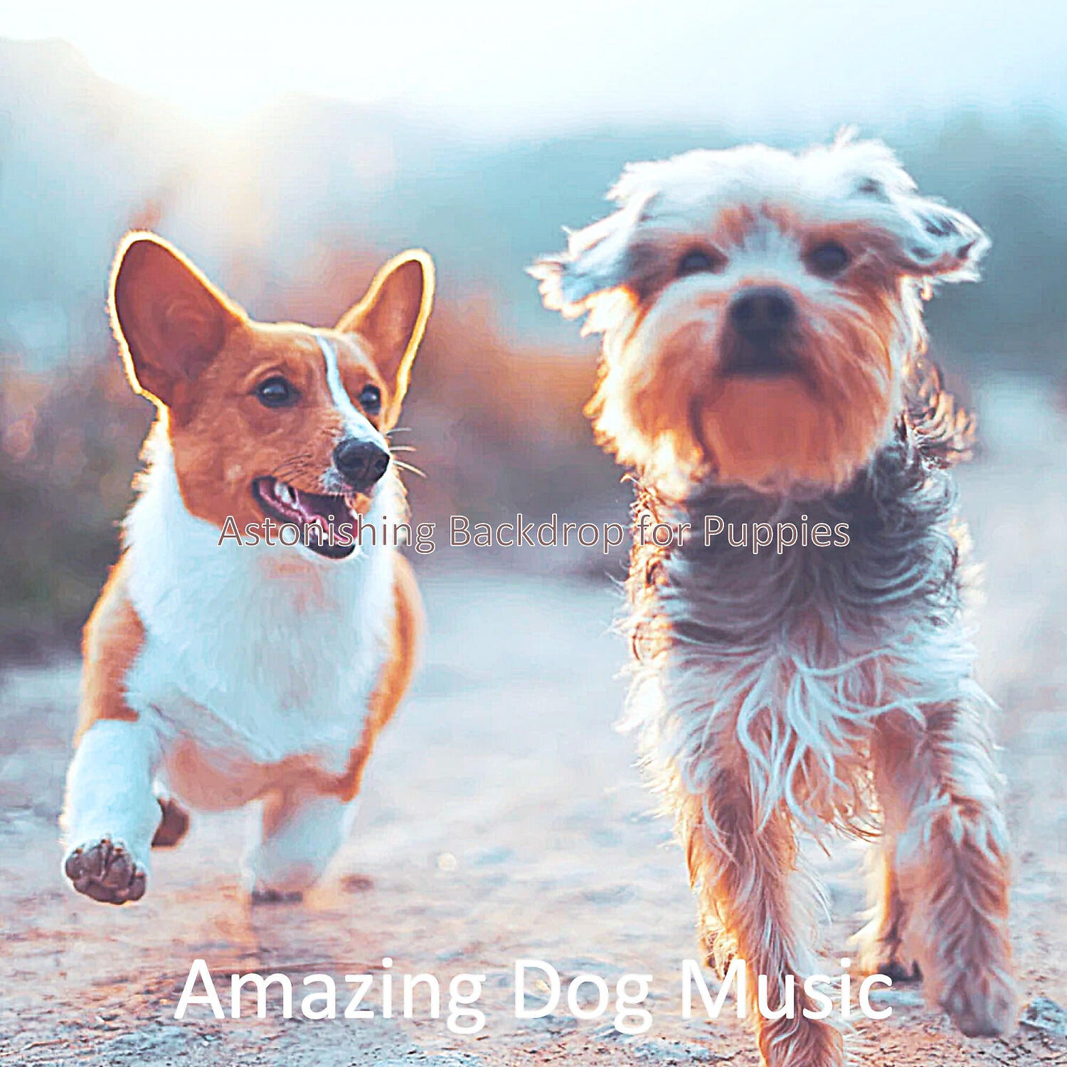 Amazing Dog Music - Unique Music for Doggy Training