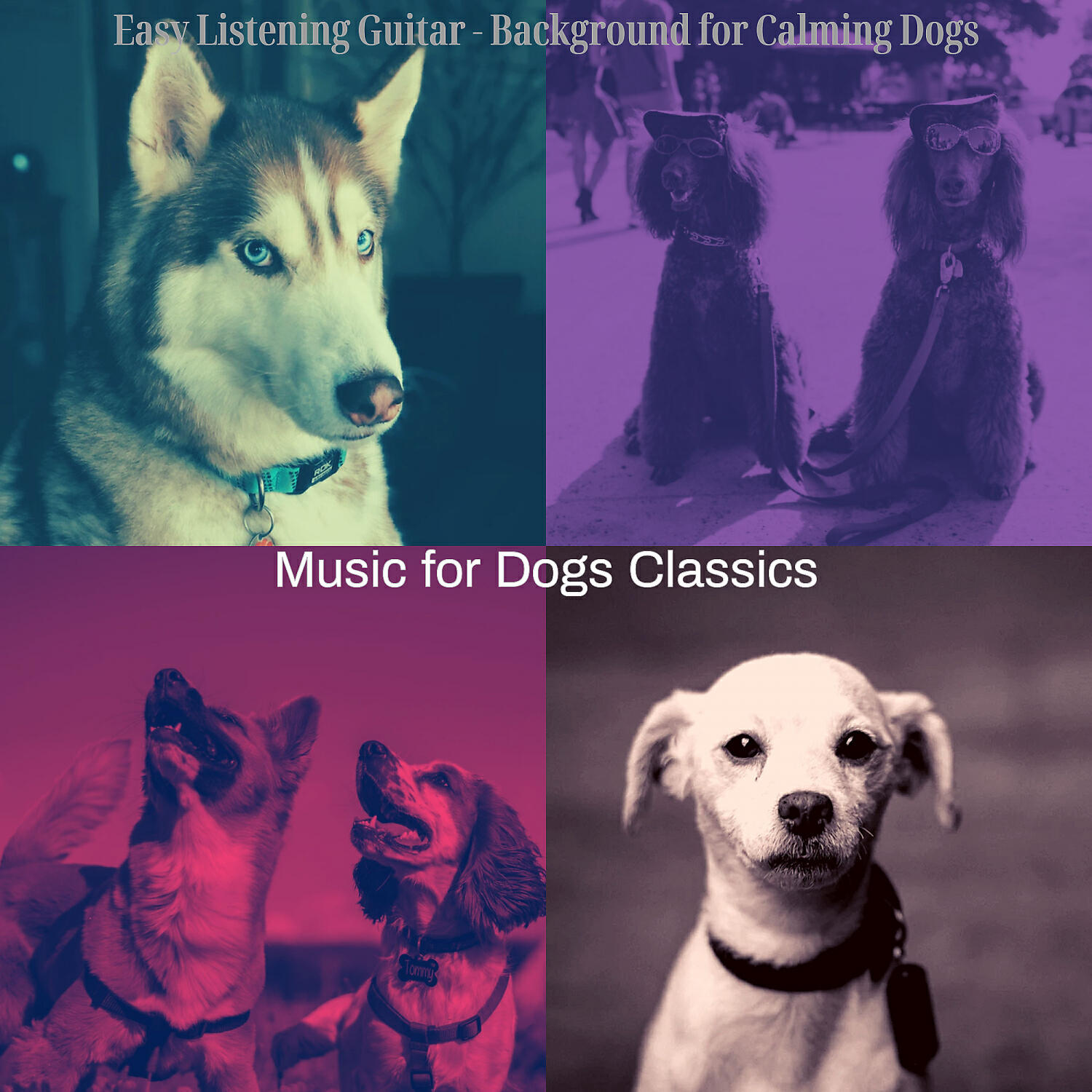 Music for Dogs Classics - Urbane Guitar Solos - Vibe for Relaxing Pups