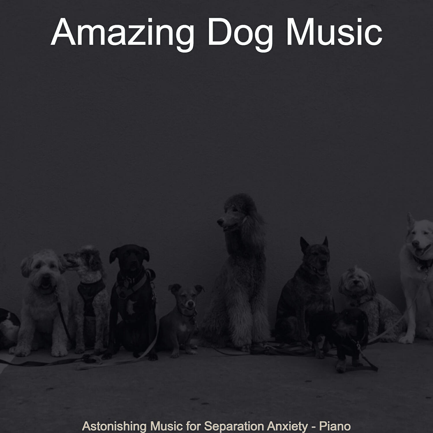 Amazing Dog Music - Piano Jazz Soundtrack for Doggy Training