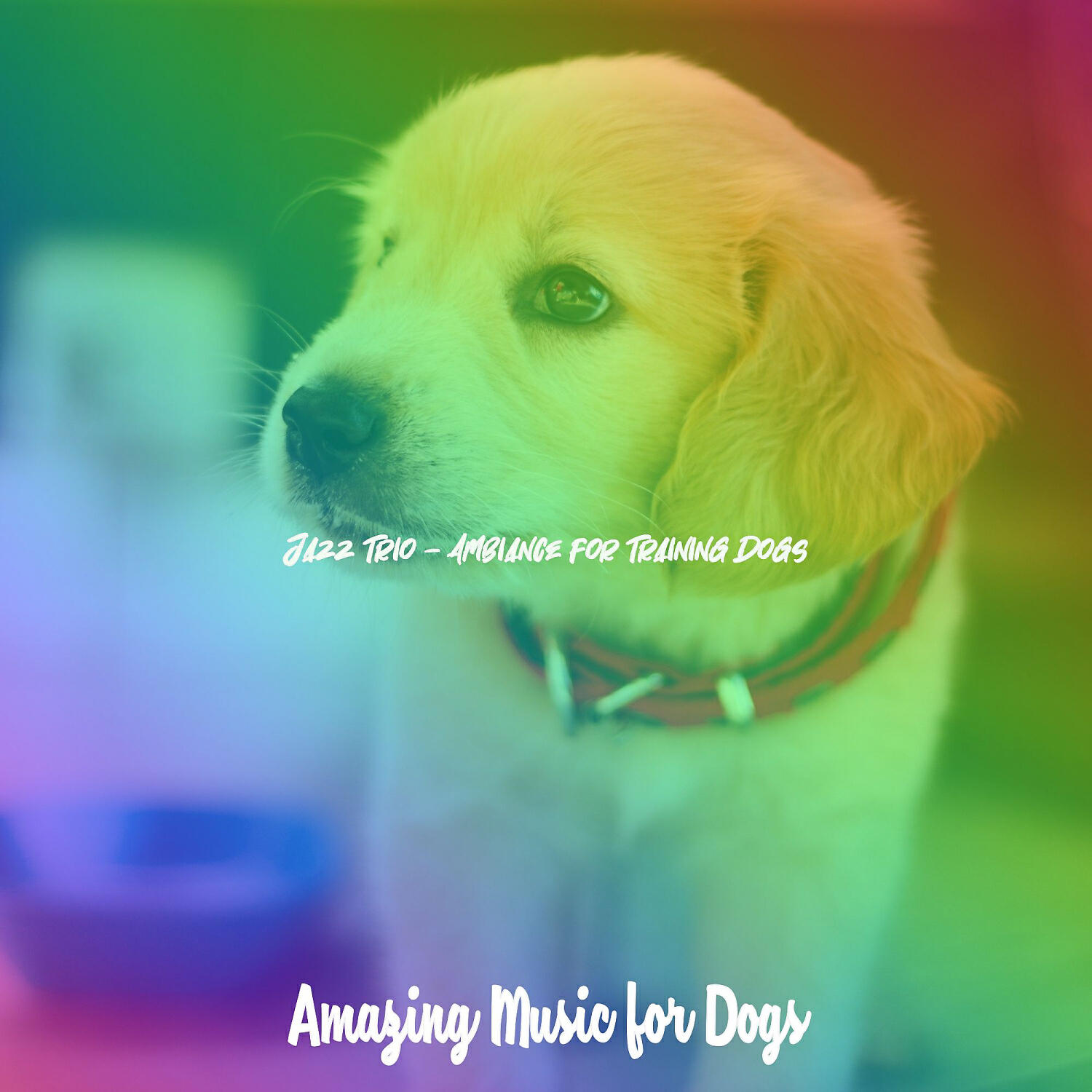 Amazing Music for Dogs - Lively Music for Training Dogs