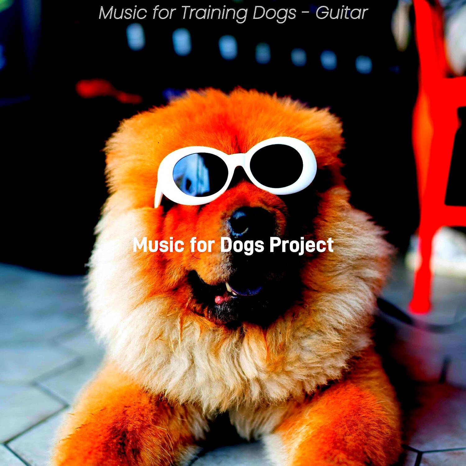 Music for Dogs Project - Sensational Backdrops for Cute Puppies