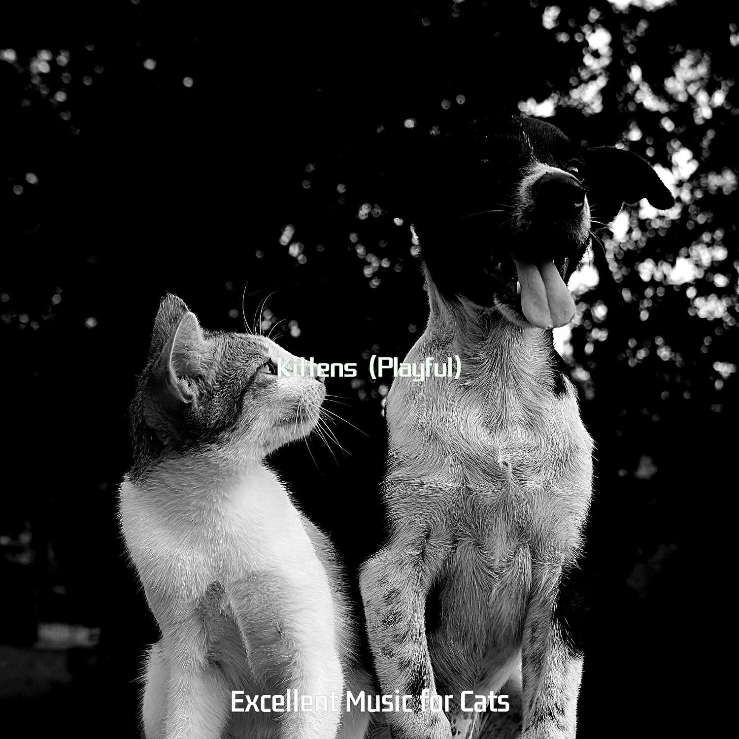 Excellent Music for Cats - Tranquil (Training Cats)