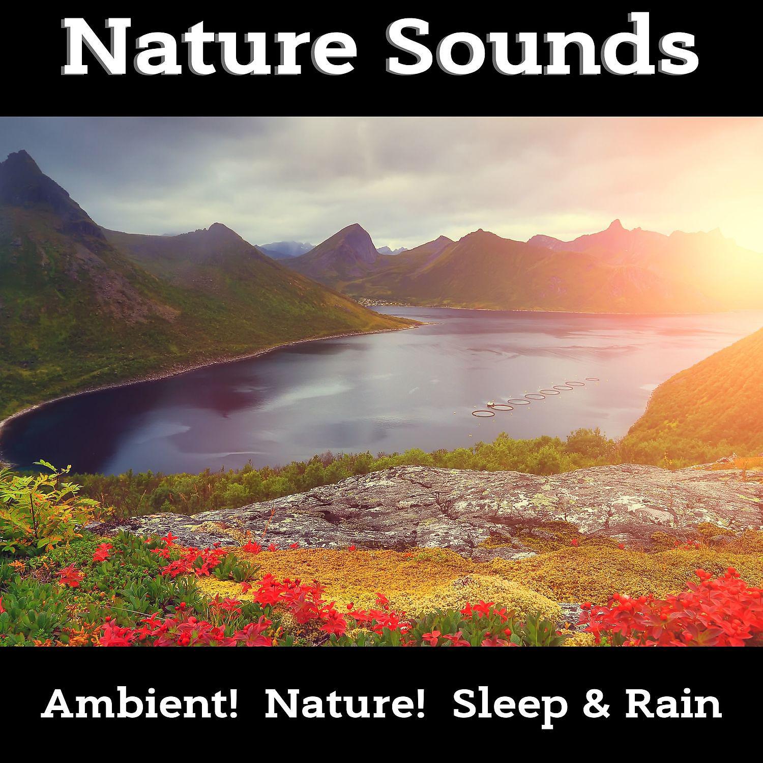 Постер альбома Best Collection of Nature Sounds, Forest, Birds, Rain, Ocean for Relaxation