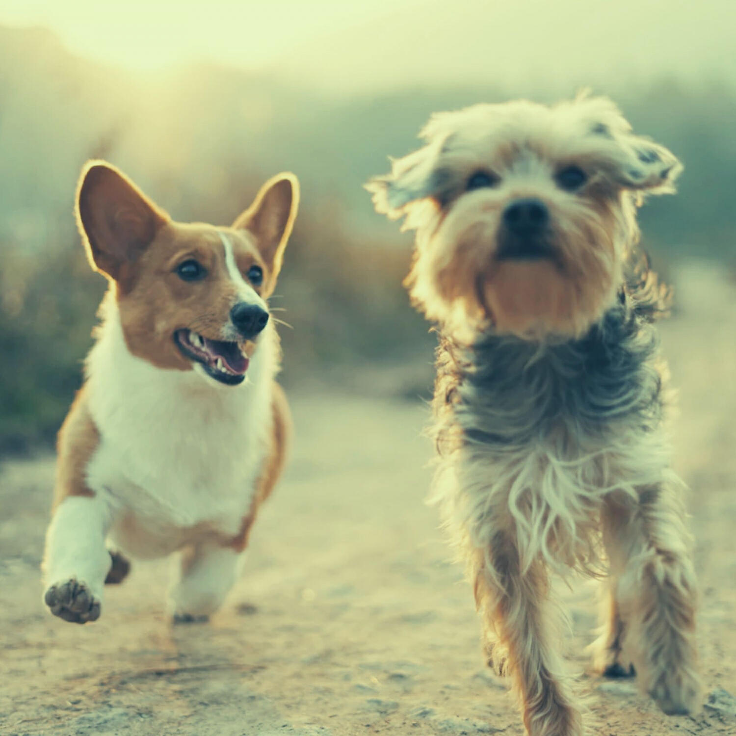Piano Music for Dogs Universe - Casual Music for Sleepy Dogs