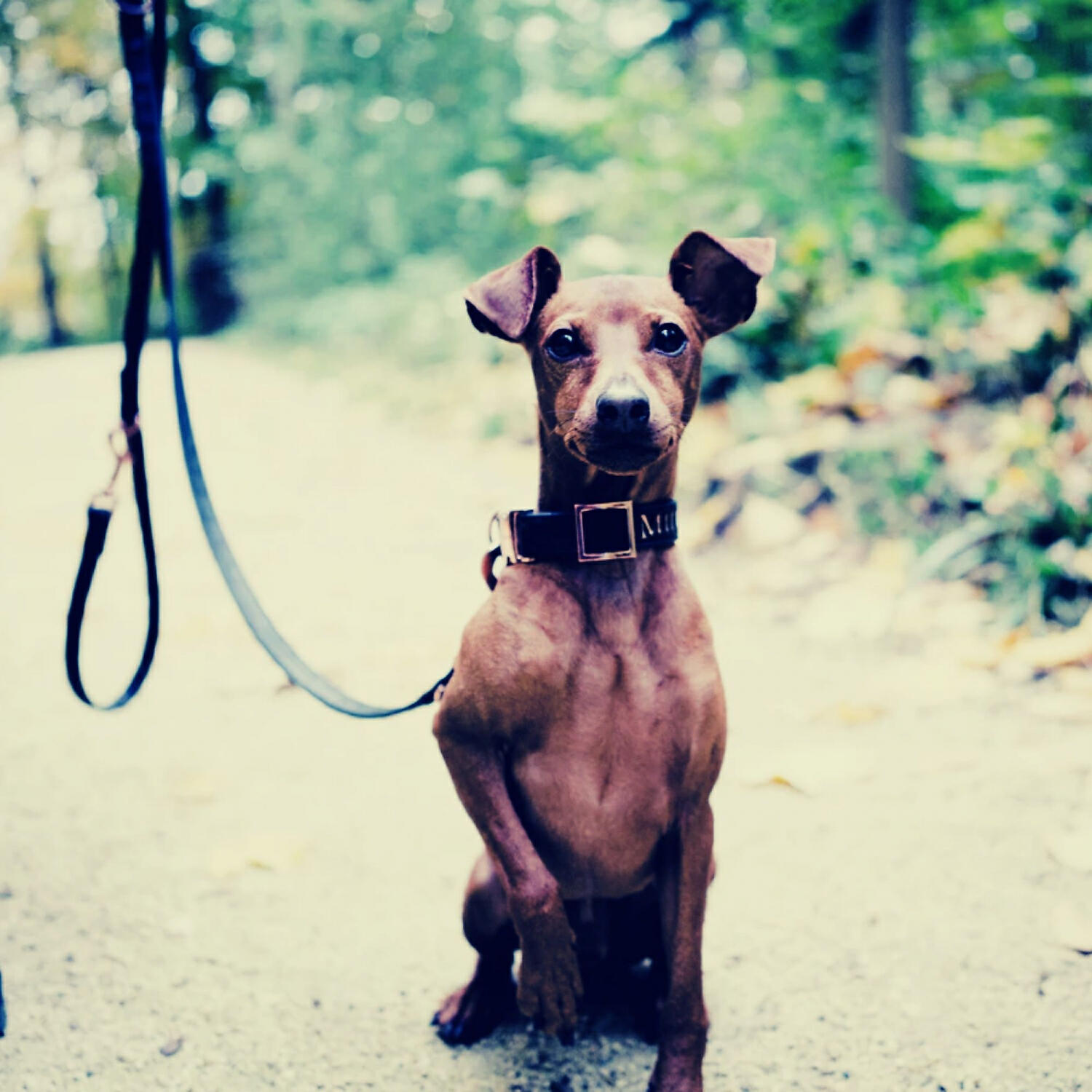 Piano Music for Dogs Radio - Elegant Dog Separation Anxiety