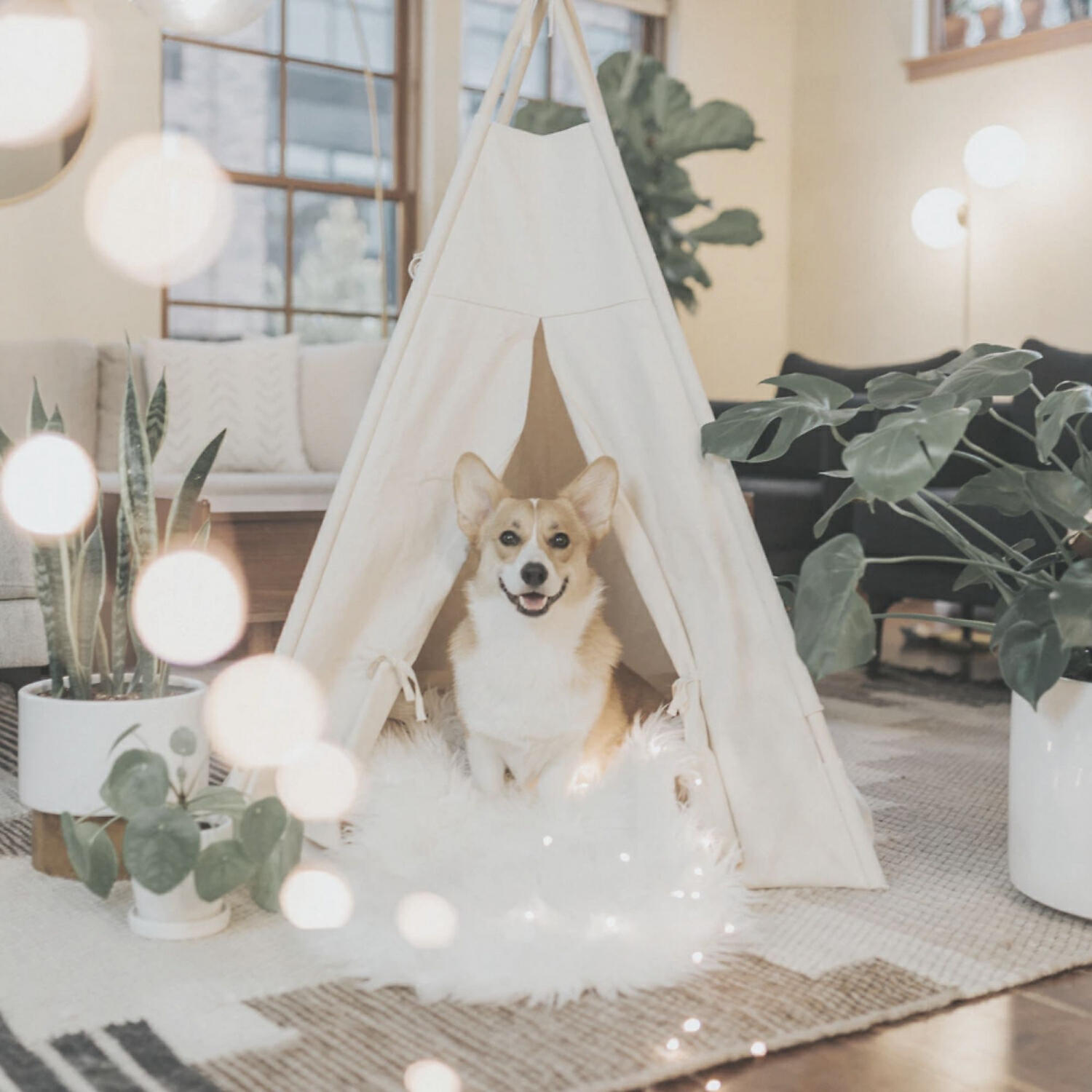 Piano Music for Dogs Beats - Casual Moods for Sleeping Puppies