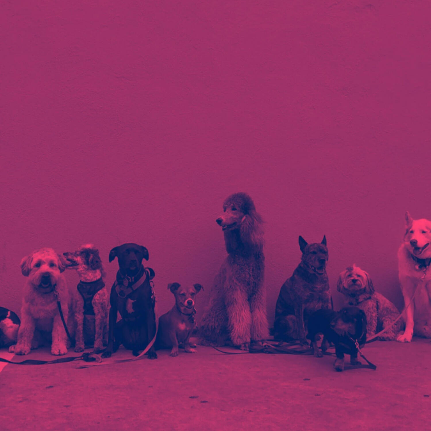 Piano Music for Dogs Prime - Brilliant Music for Quiet Dogs