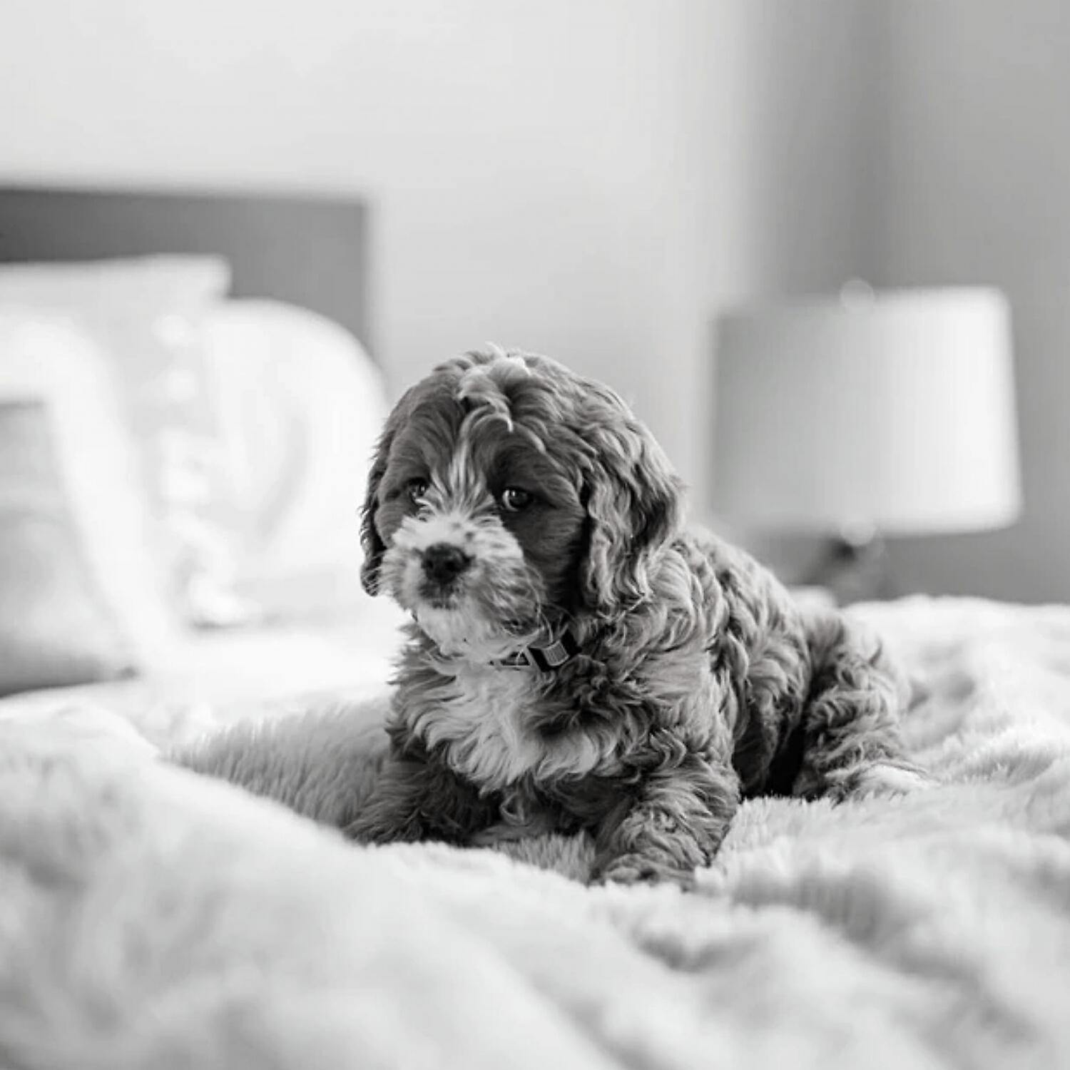 Charming Piano Music for Dogs - Excellent Ambiance for Relaxing Pups