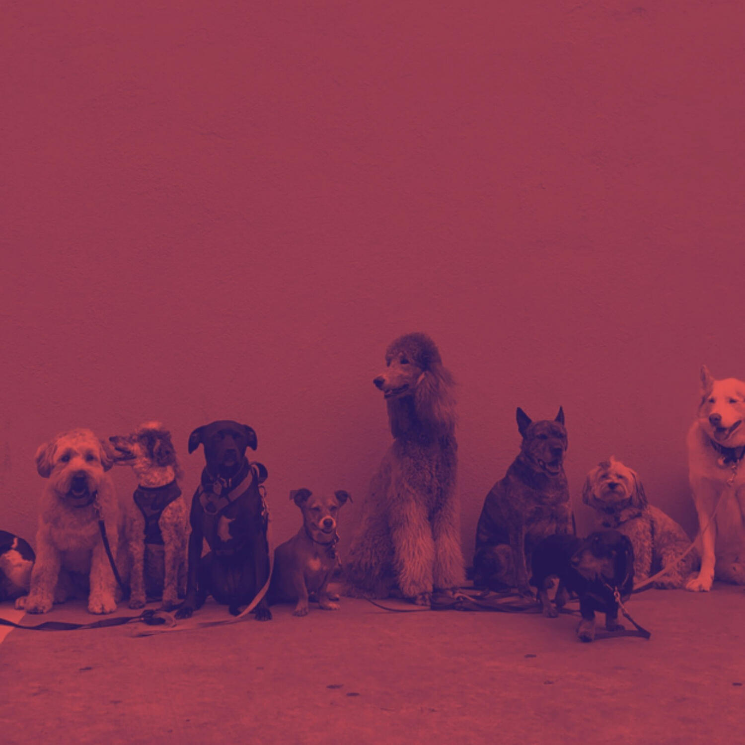 Piano Music for Dogs Lounge - Dream Like Music for Sleepy Dogs