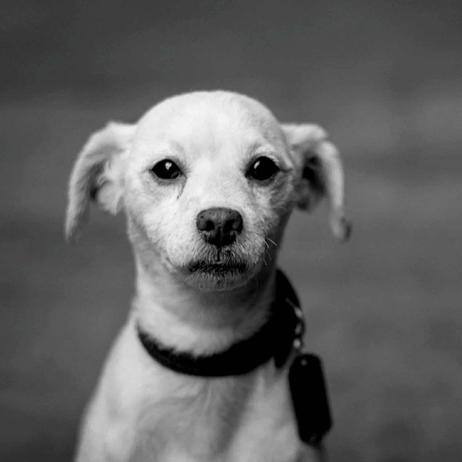 Piano Music for Dogs Playlists - Casual Moods for Sleeping Puppies