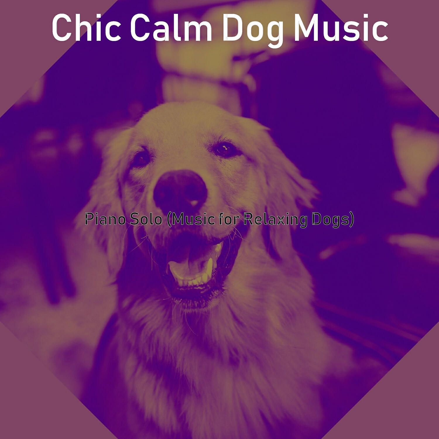 Chic Calm Dog Music - Tranquil Solo Piano Jazz - Vibe for Walking Doggies