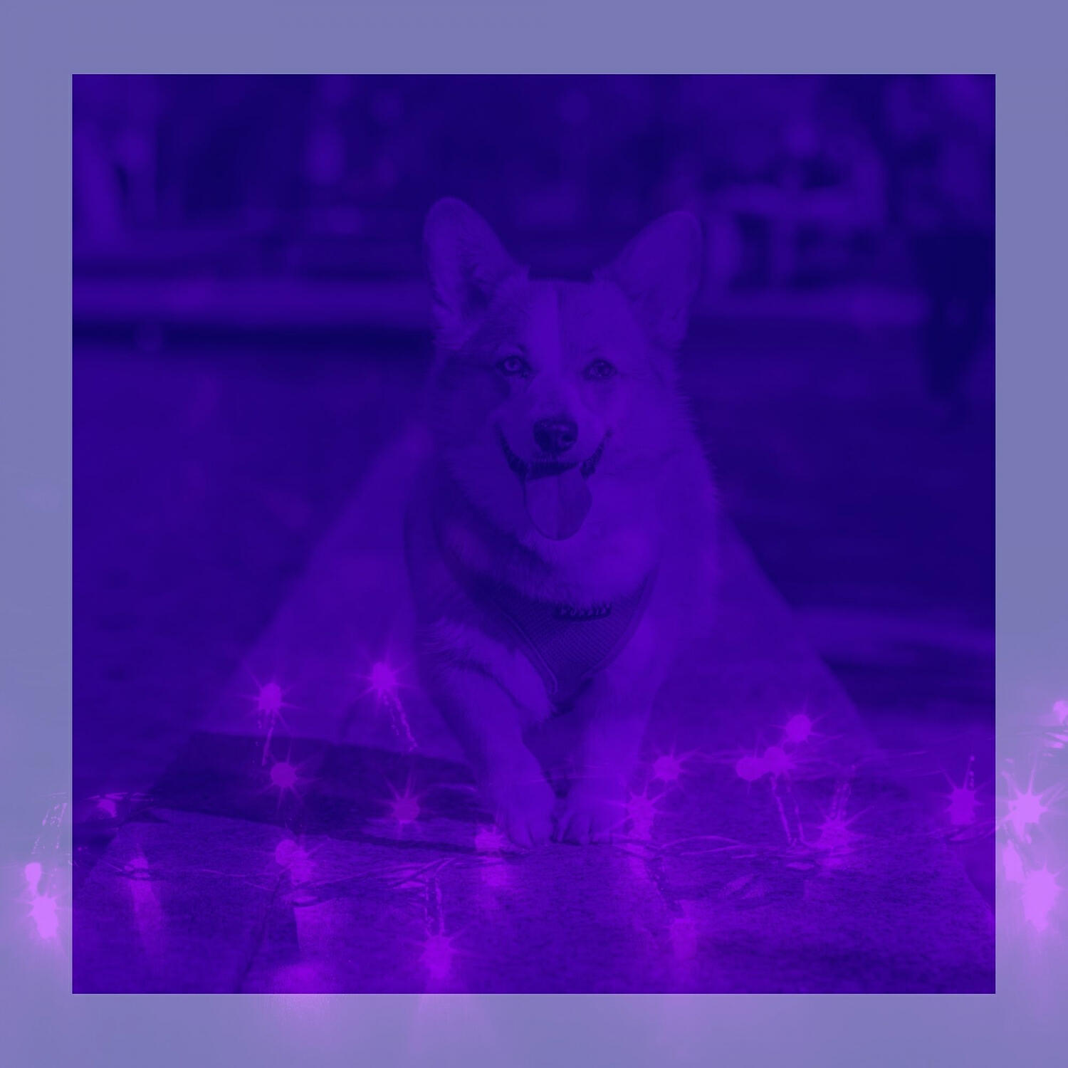 Calm Dog Music Rhythms - Glorious Music for Calming Pups