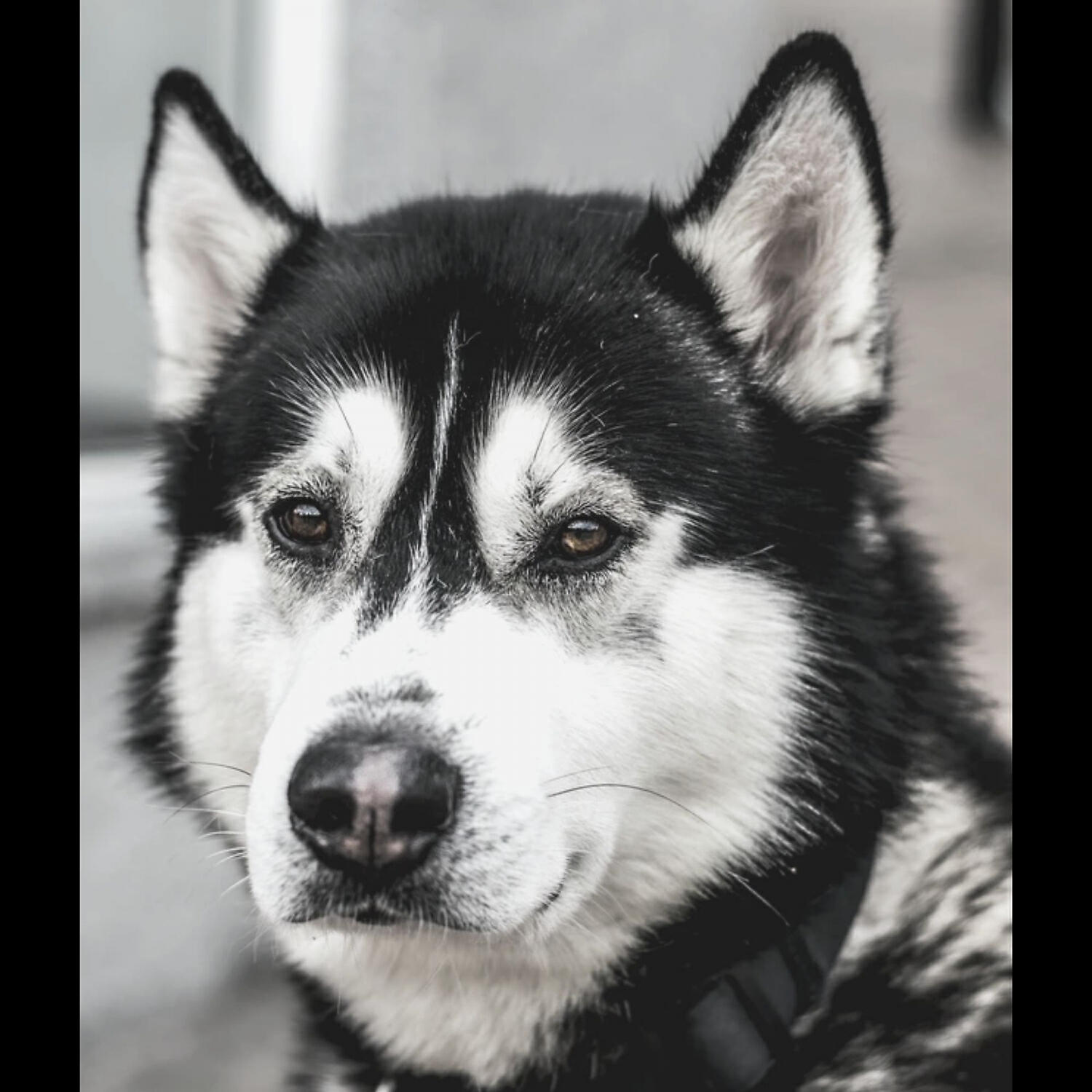 Piano Music for Dogs Society - Terrific Backdrops for Sleepy Dogs