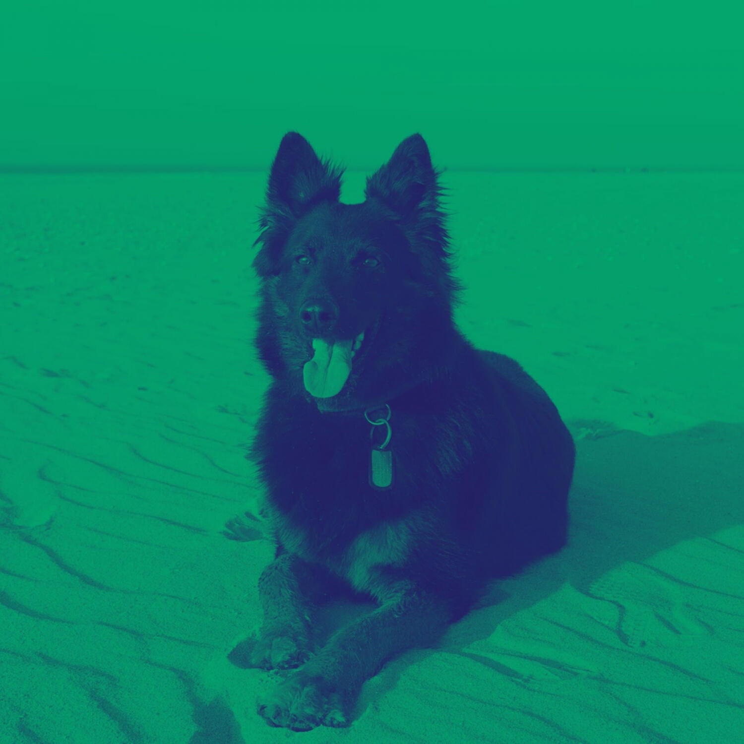 Brilliant Piano Music for Dogs - Vintage Backdrops for Relaxing Pups