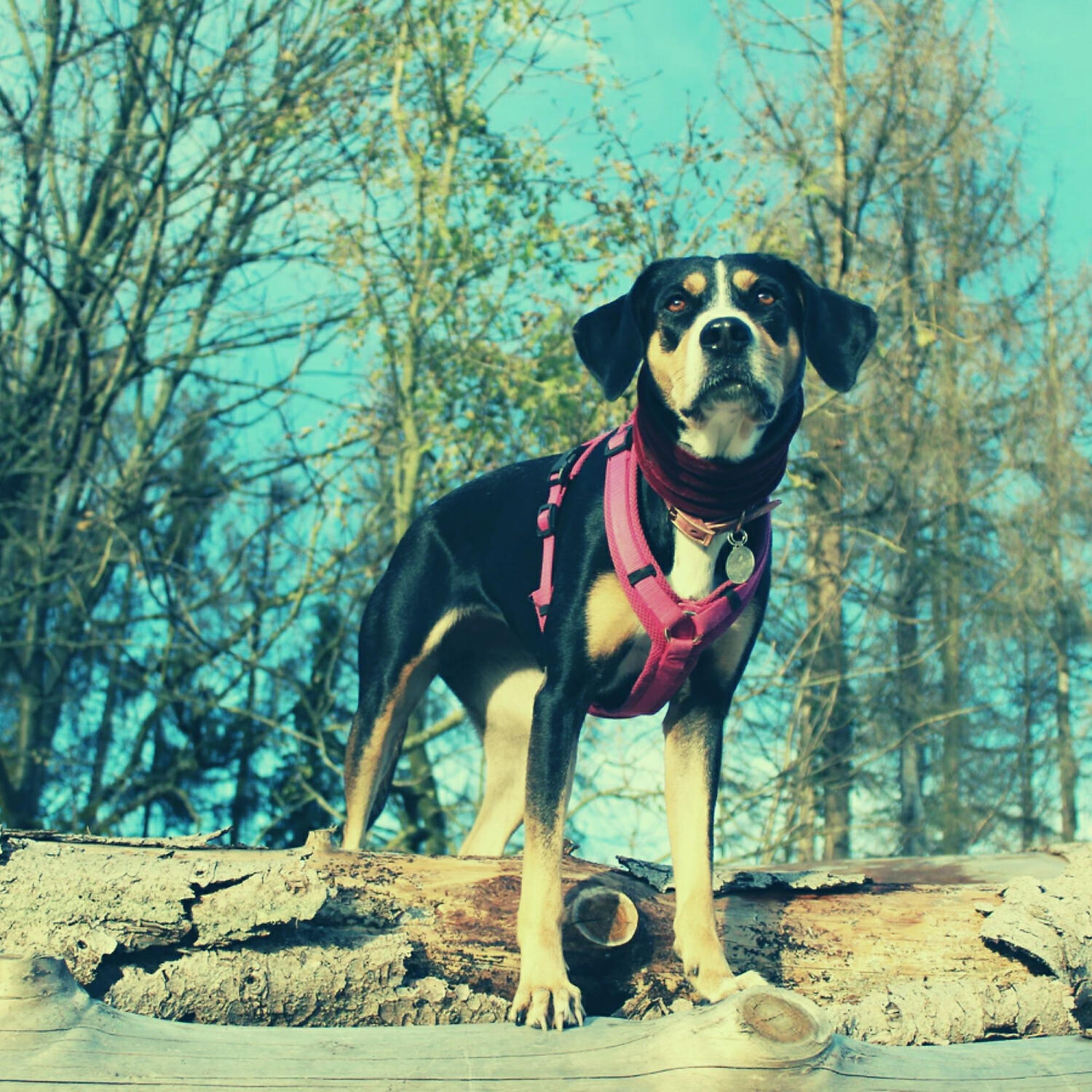 Piano Music for Dogs All-stars - Awesome Moods for Calming Dogs