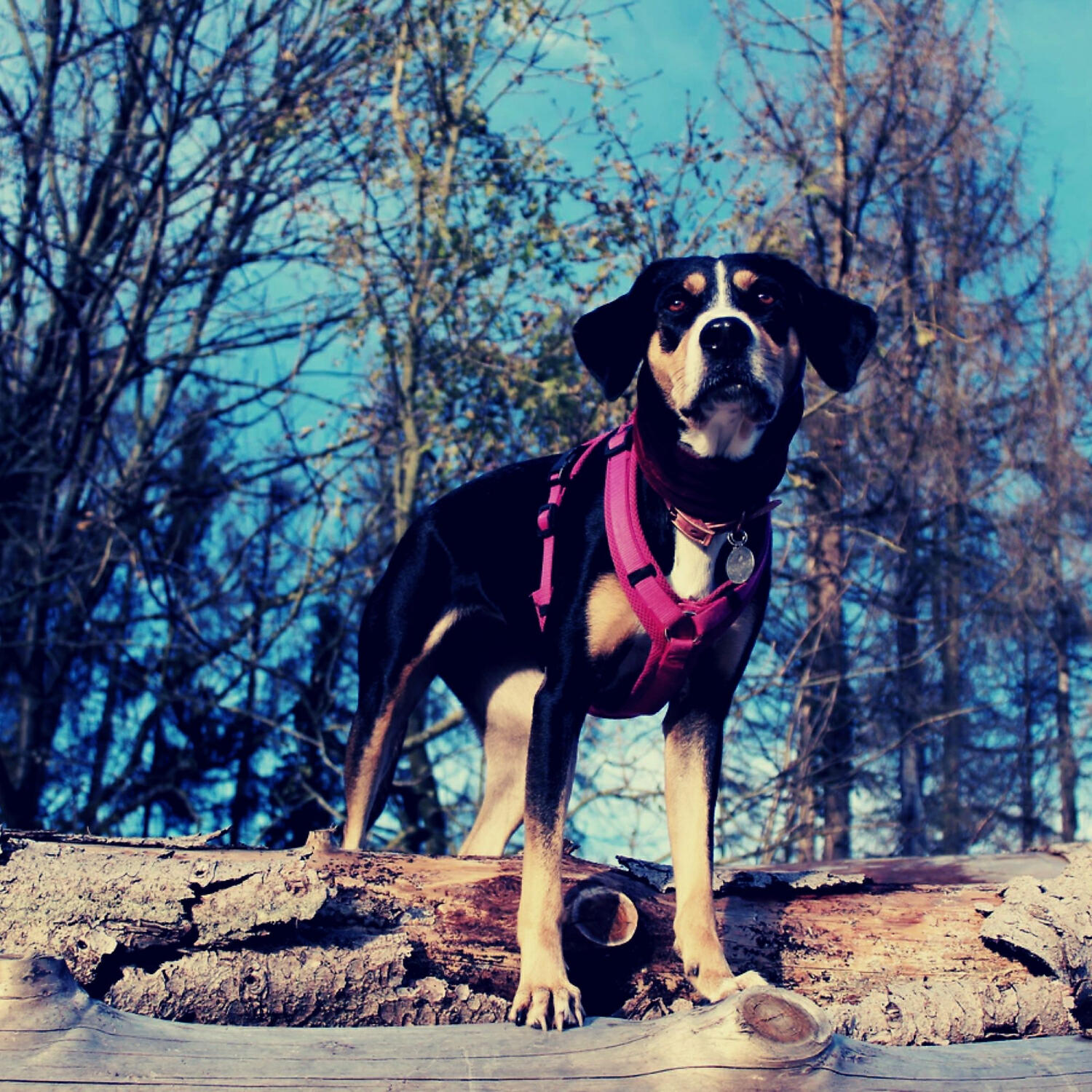Piano Music for Dogs Curation - Casual Ambience for Calming Dogs