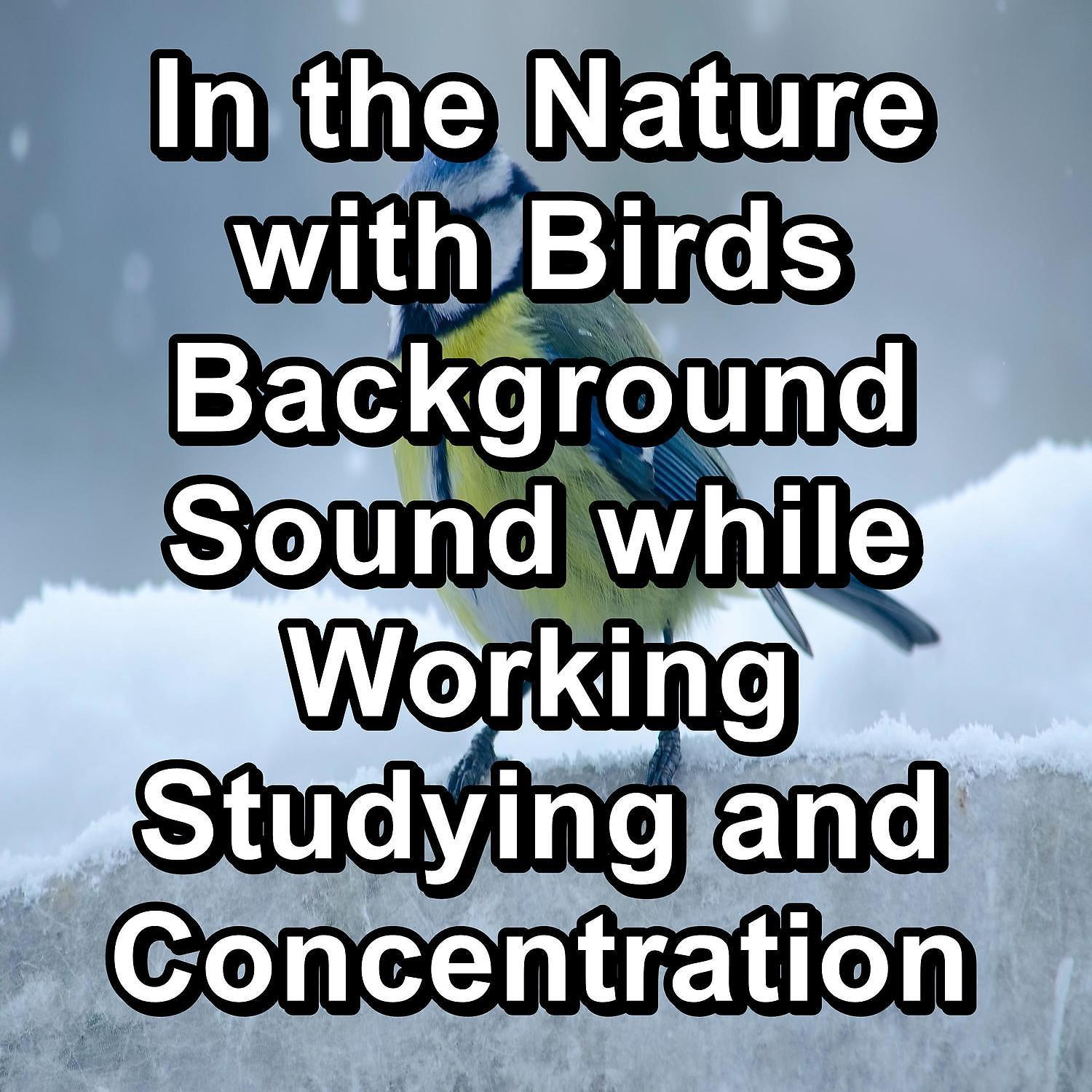 Постер альбома In the Nature with Birds Background Sound while Working Studying and Concentration