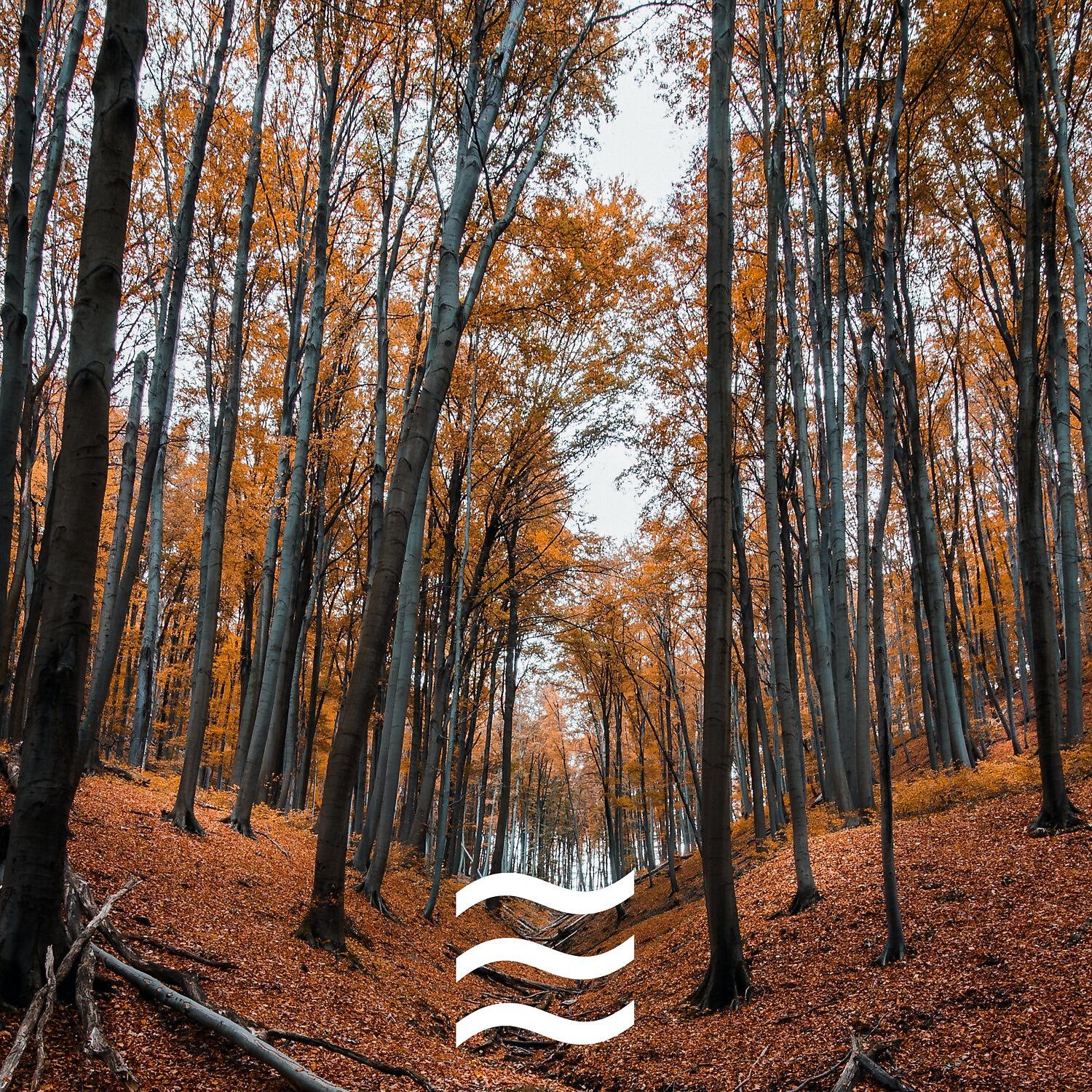 Calmful White Noise and Forest Sounds - Soothing Womby Noise with Forest Sounds