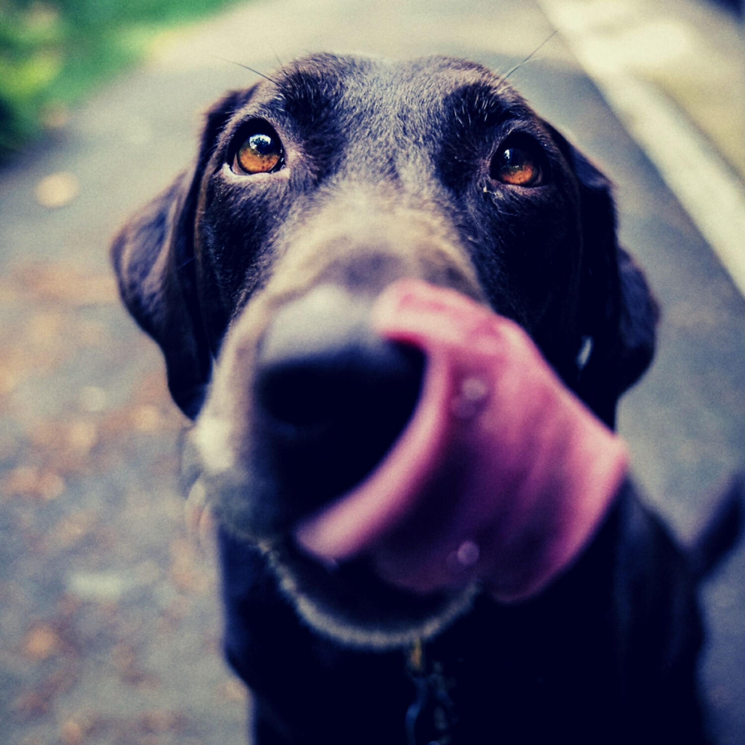 Dog Calming Music Playlist - Friendly (Music)