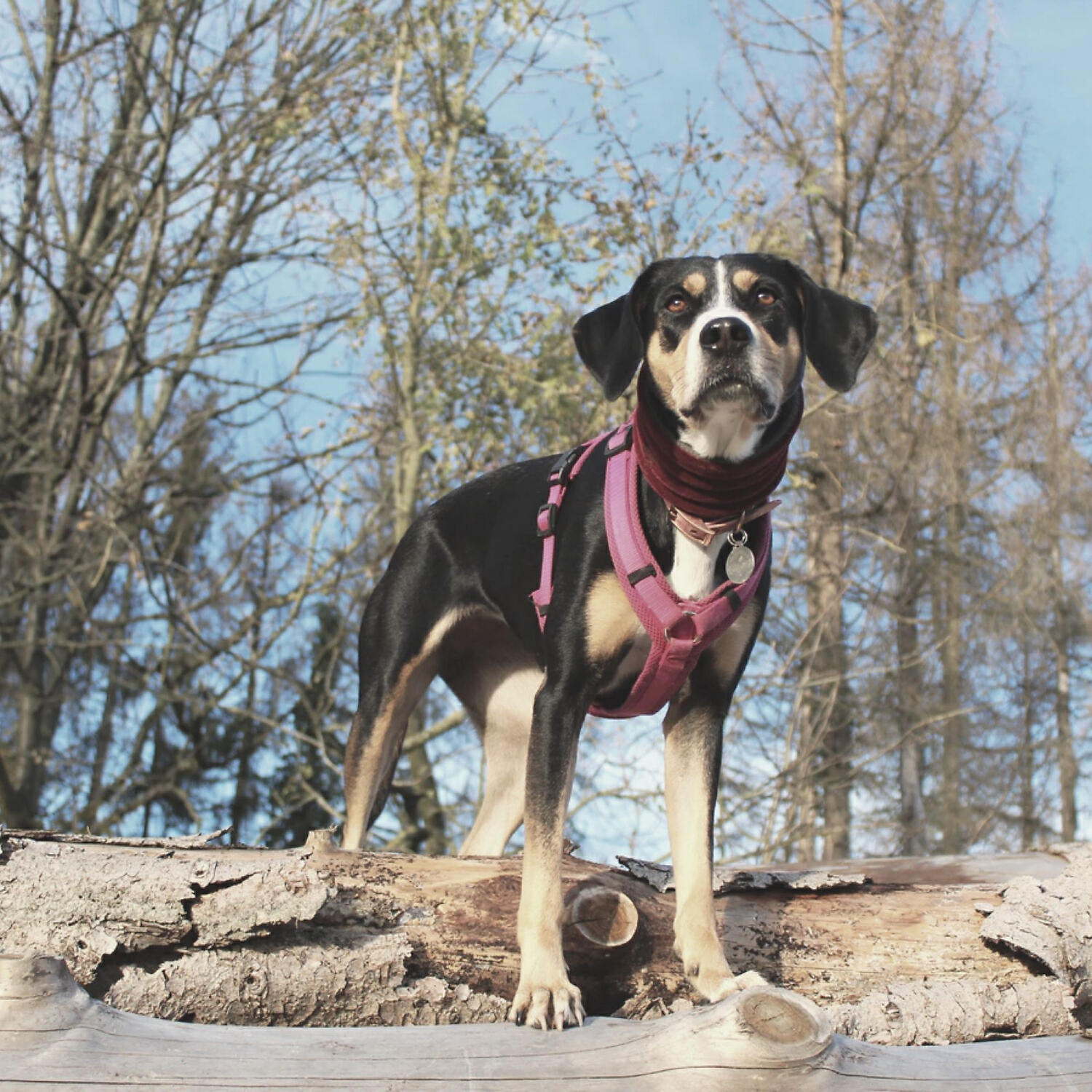 Dog Calming Music Rhythms - Feelings (Calming Your Dog)