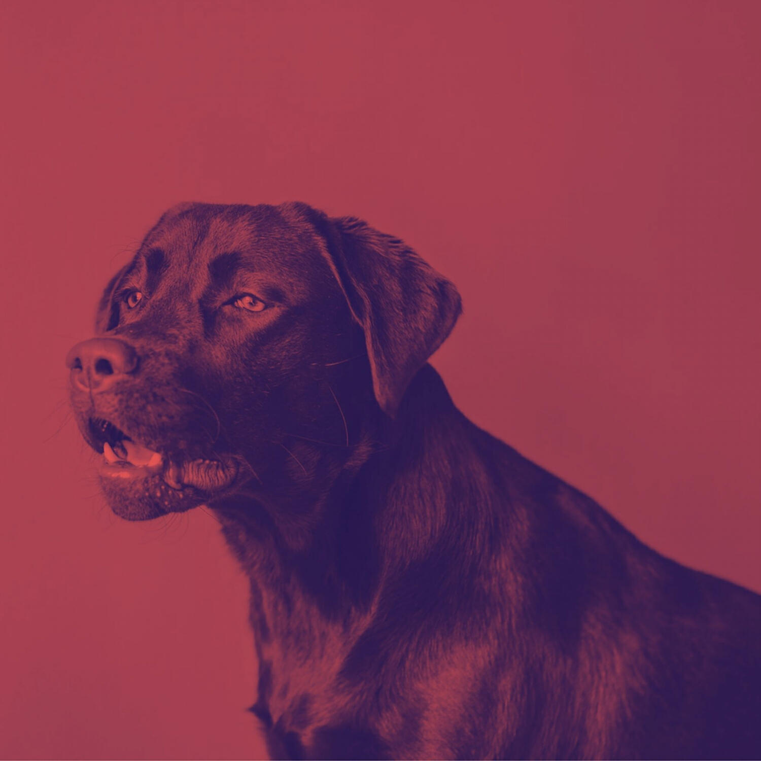 Amazing Dog Calming Music - Relaxing (Music)