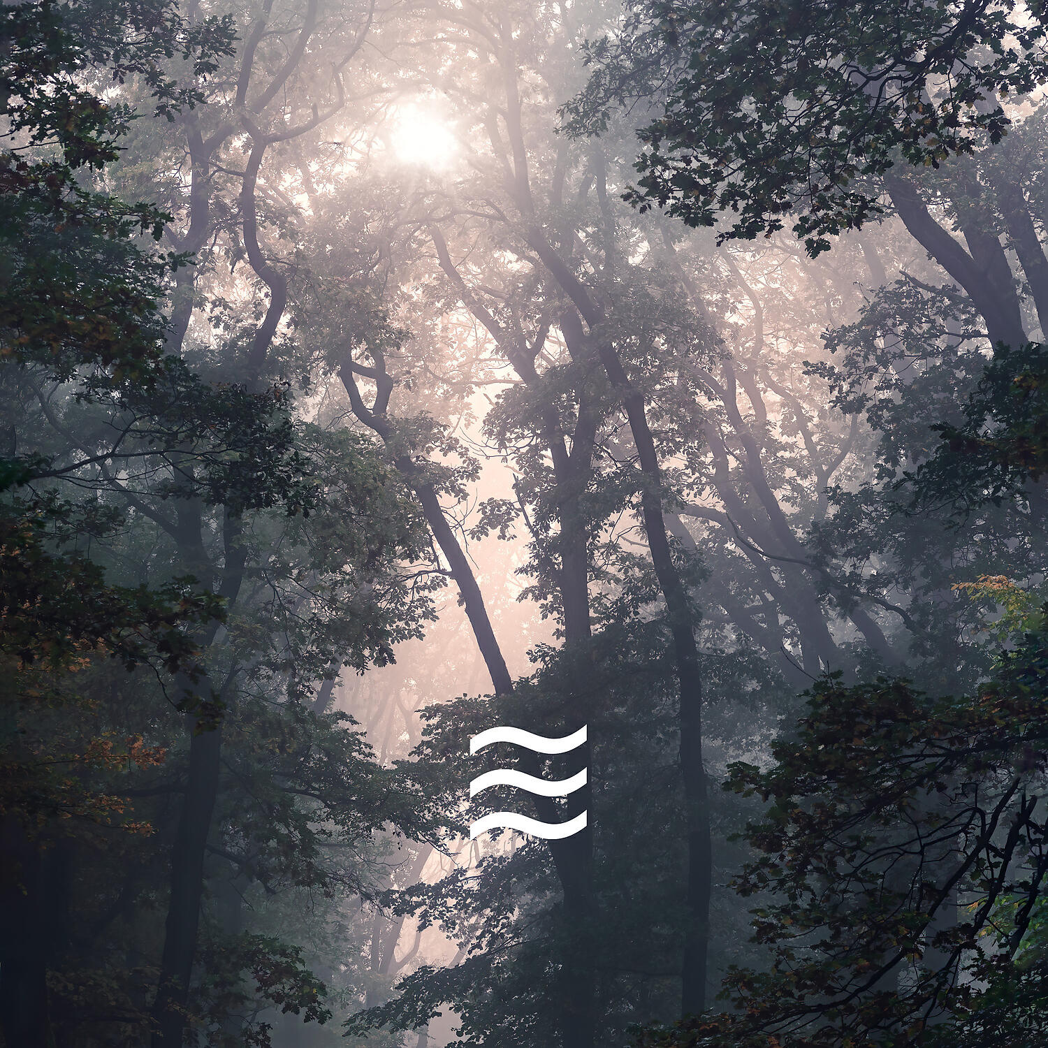 Simple Deep Forest and Birds Calming Noises - Smooth Sober Soughs of Forest Sounds