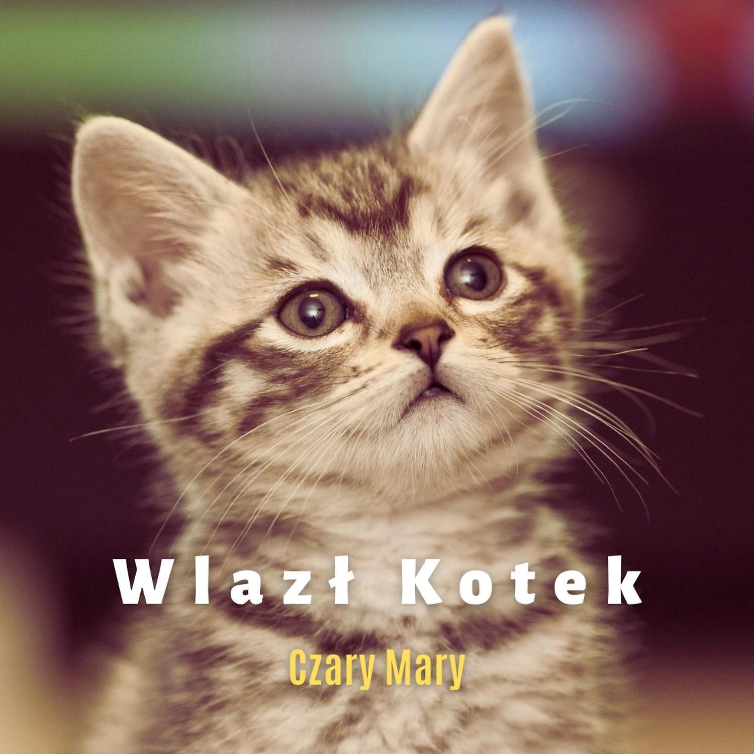 Постер альбома Wlazl Kotek