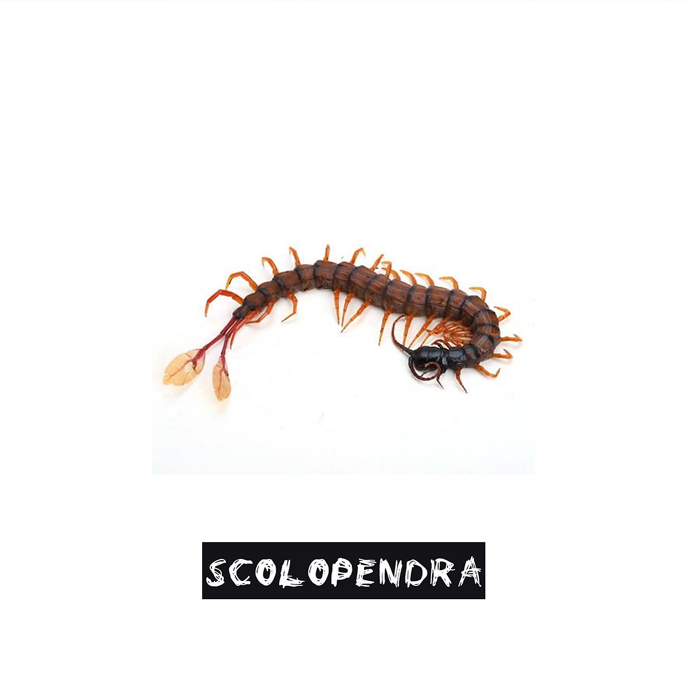 Постер альбома Scolopendra
