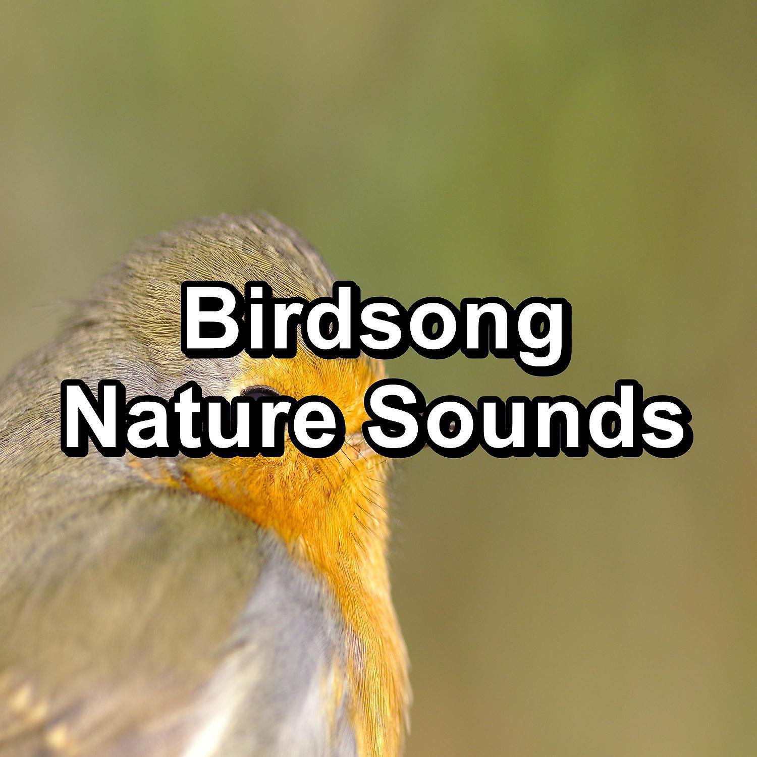 Calm Singing Brids Zone - Calming Birds Music