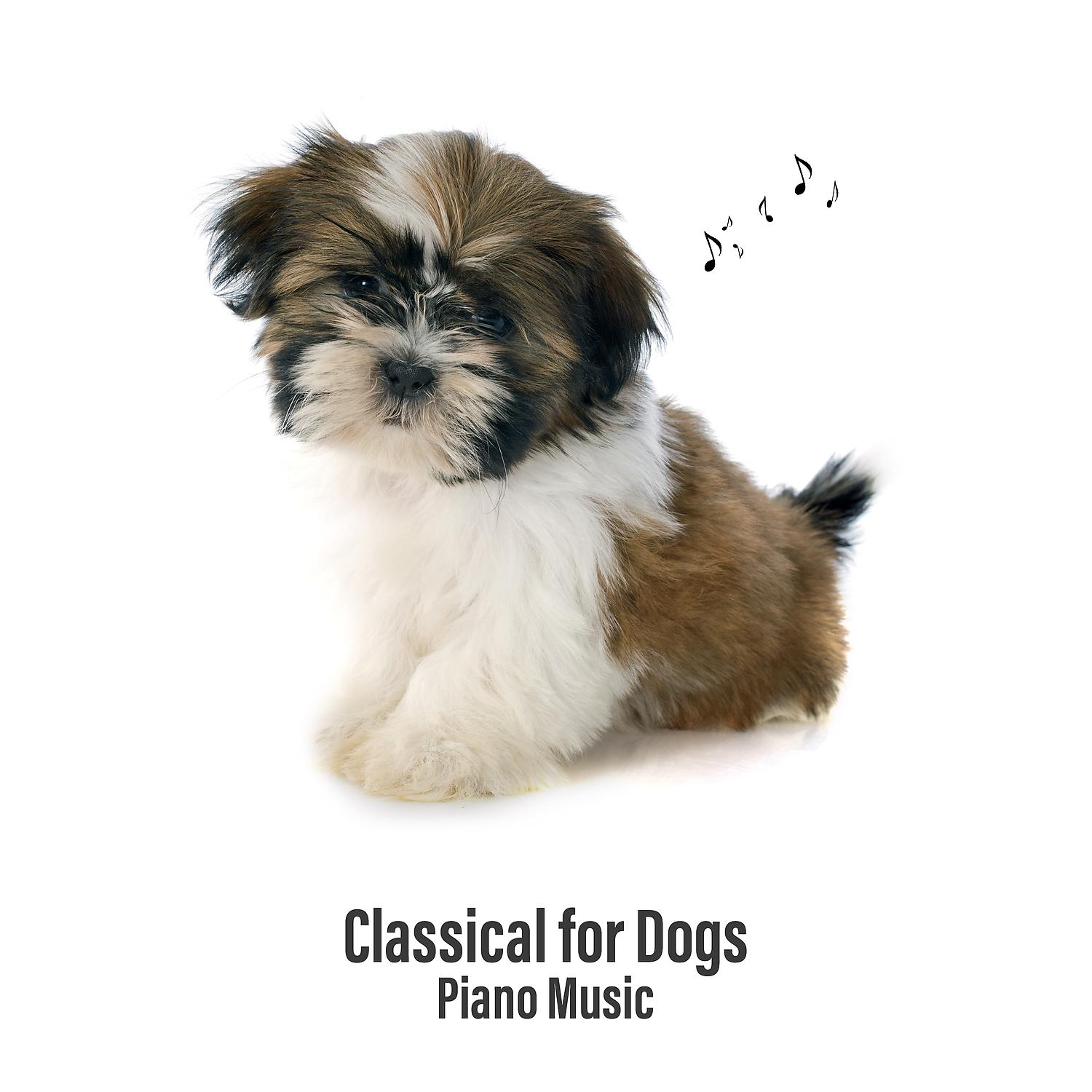 Постер альбома Classical for Dogs: Piano Music, Calm Down Your Animal