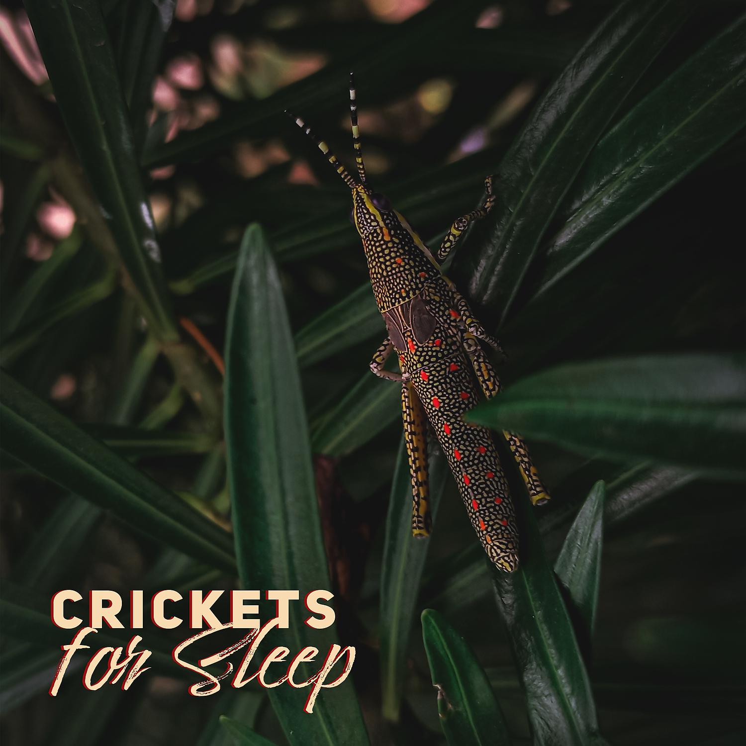 Постер альбома Crickets for Sleep: Deeply Healing Night Atmosphere