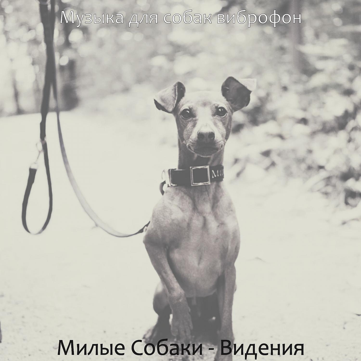 Постер альбома Милые Собаки - Видения