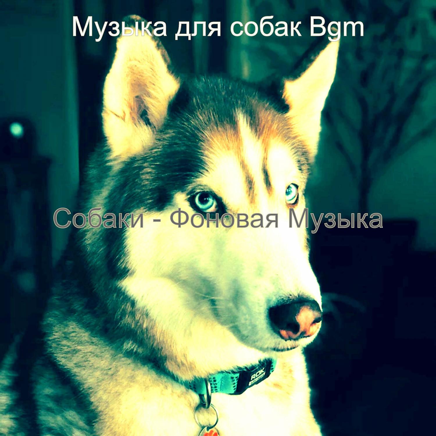 Постер альбома Собаки - Фоновая Музыка