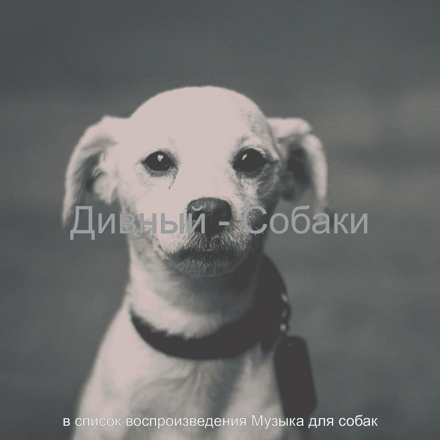 Постер альбома Дивный - Собаки