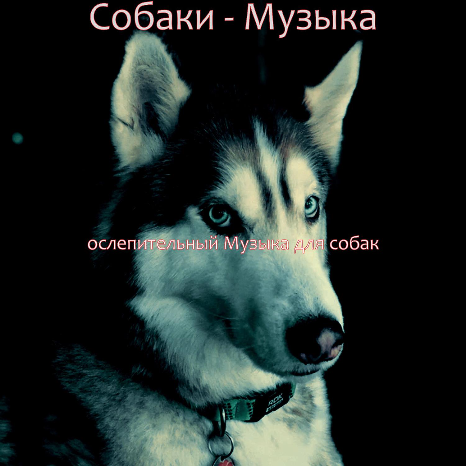 Постер альбома Собаки - Музыка