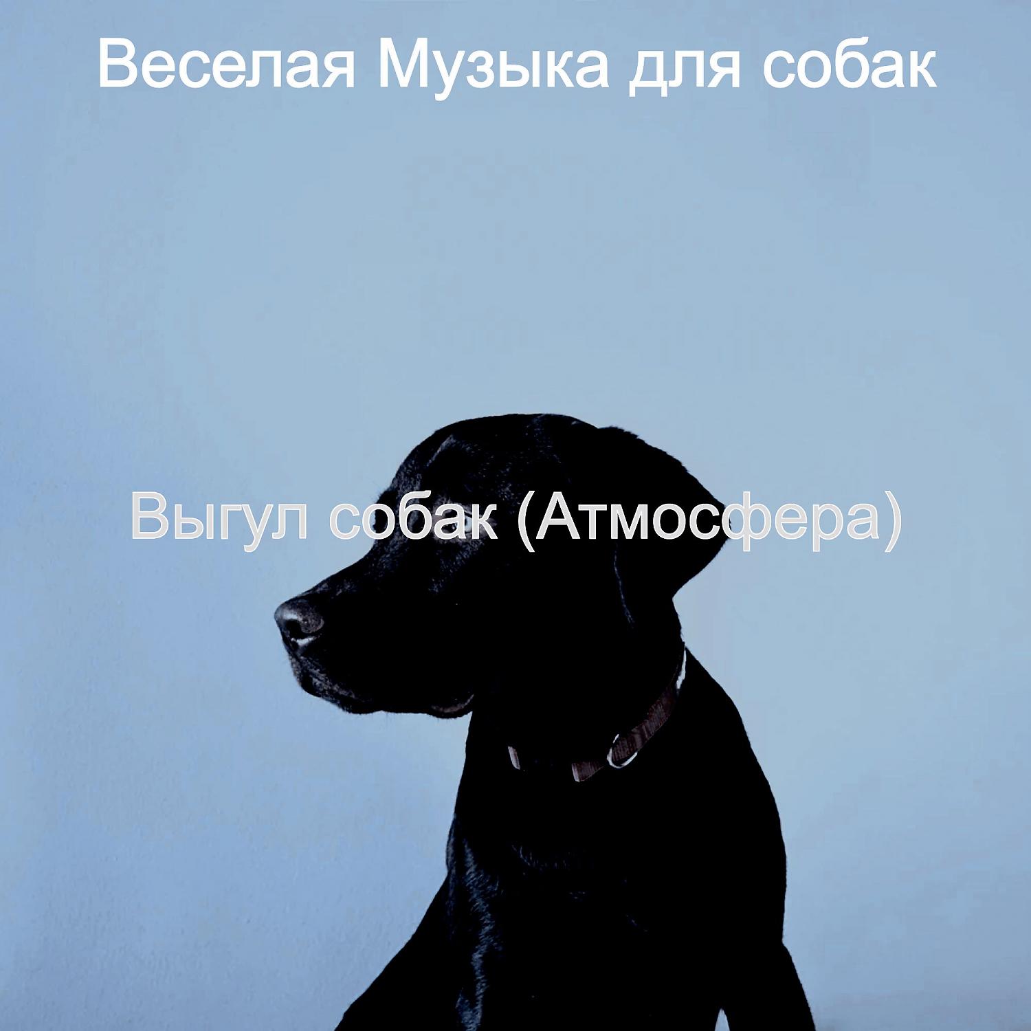 Постер альбома Выгул собак (Атмосфера)