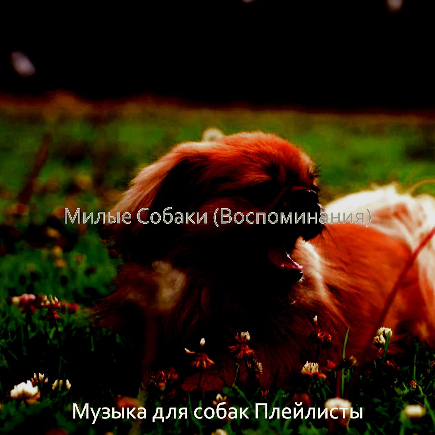 Постер альбома Милые Собаки (Воспоминания)
