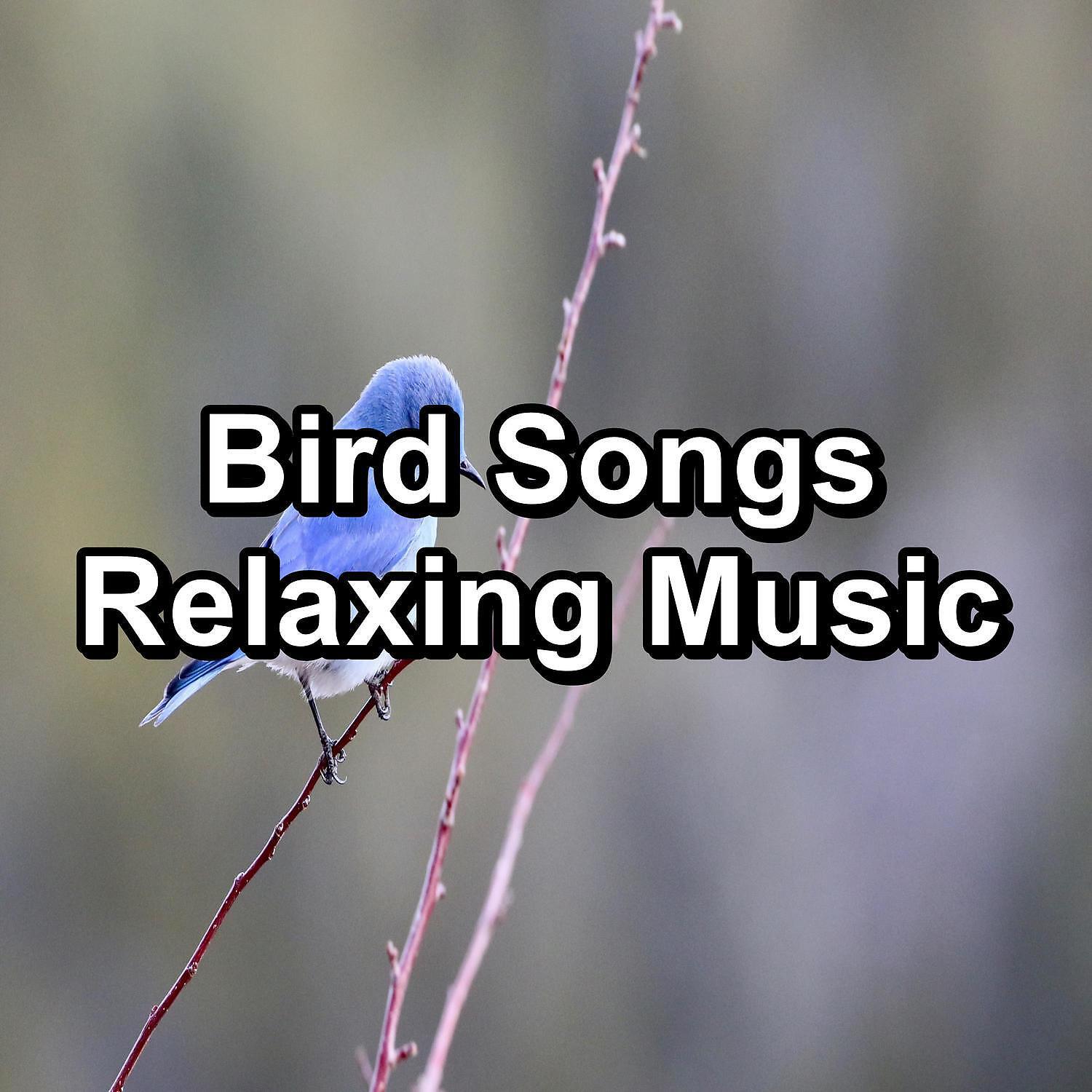 Yoga - Bird Sounds Natural Sounds To Loop as Long as you Need