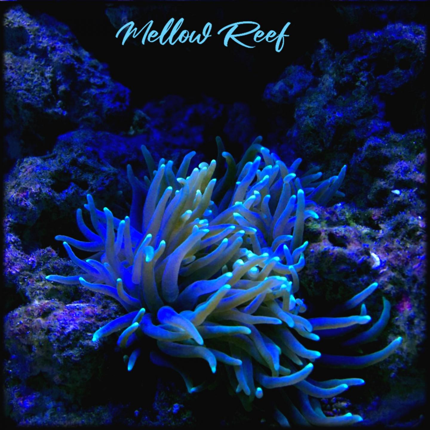 Постер альбома Mellow Reef
