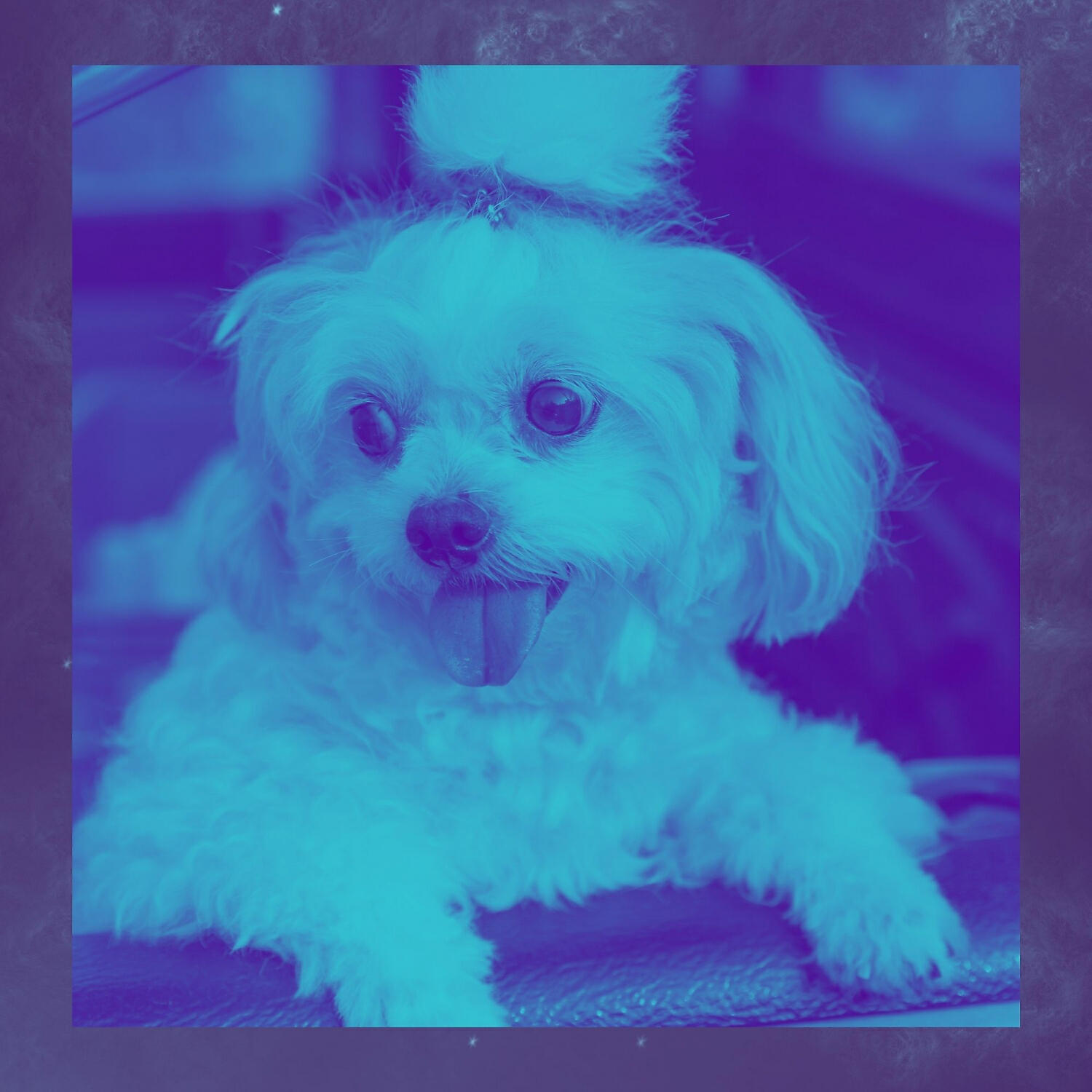Relaxing Dog Music Moments - Sprightly Relaxing Your Dog