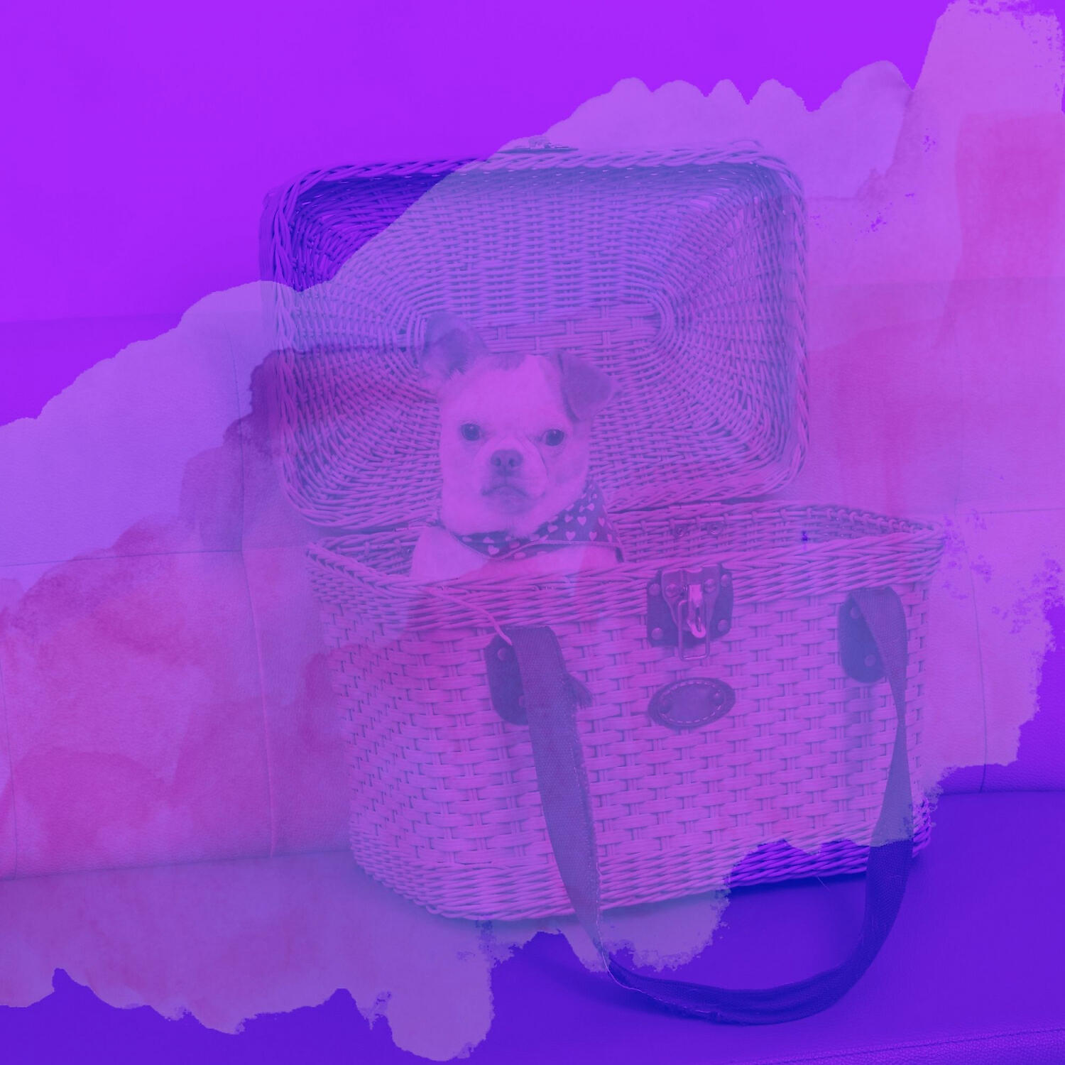 Relaxing Dog Music Moments - Sprightly Piano and Guitars - Vibe for Calming Your Puppy