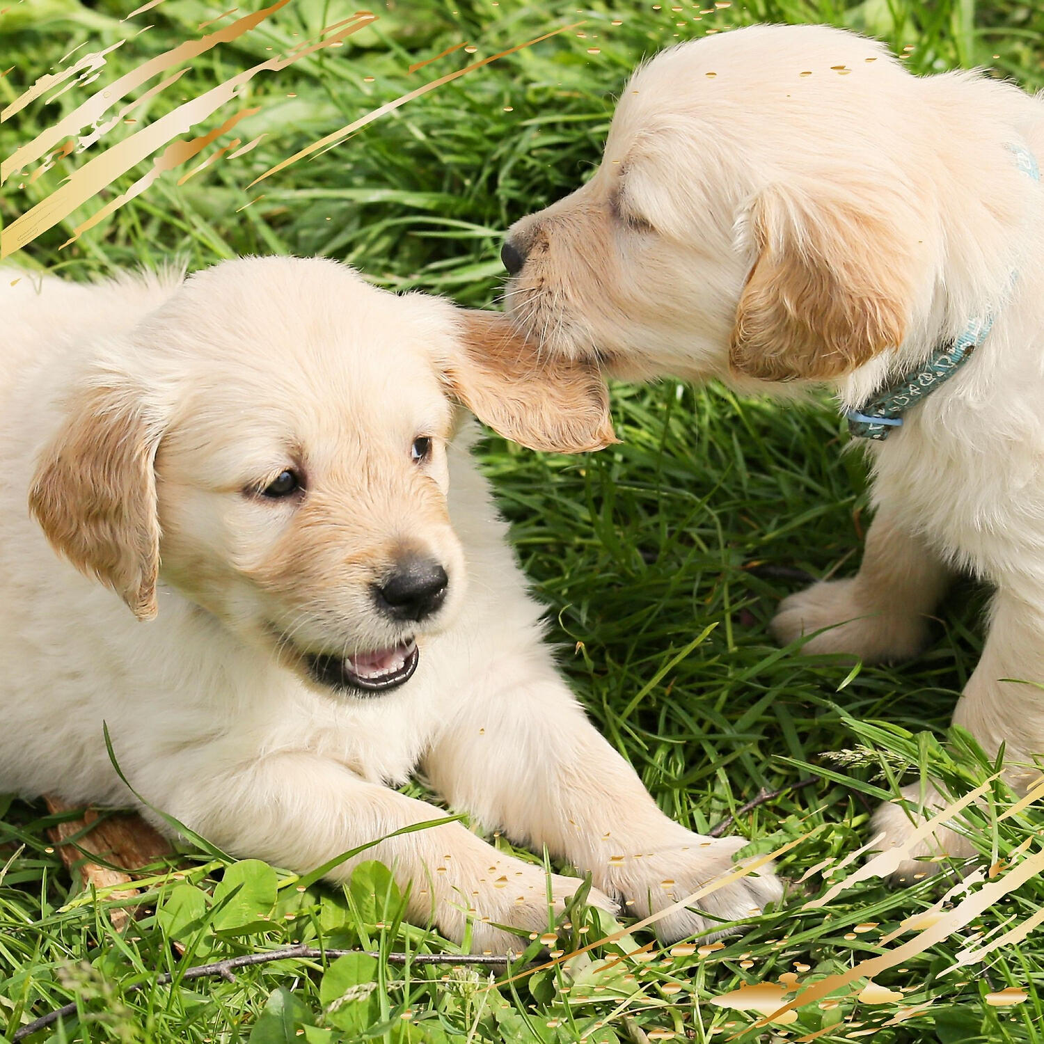 Relaxing Dog Music Groove - Atmospheric Music for Calming Your Puppy