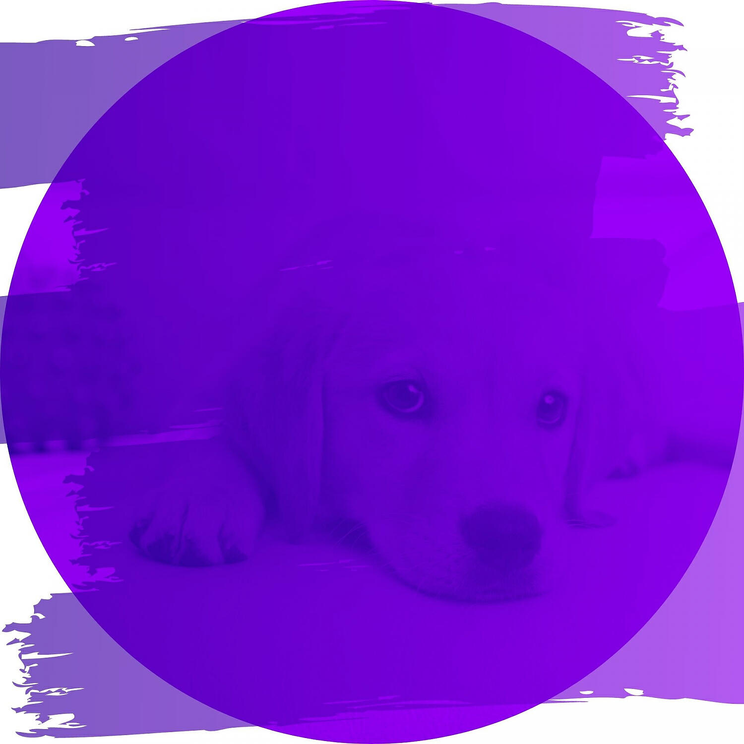 Relaxing Dog Music Lounge - Deluxe Music for Echos