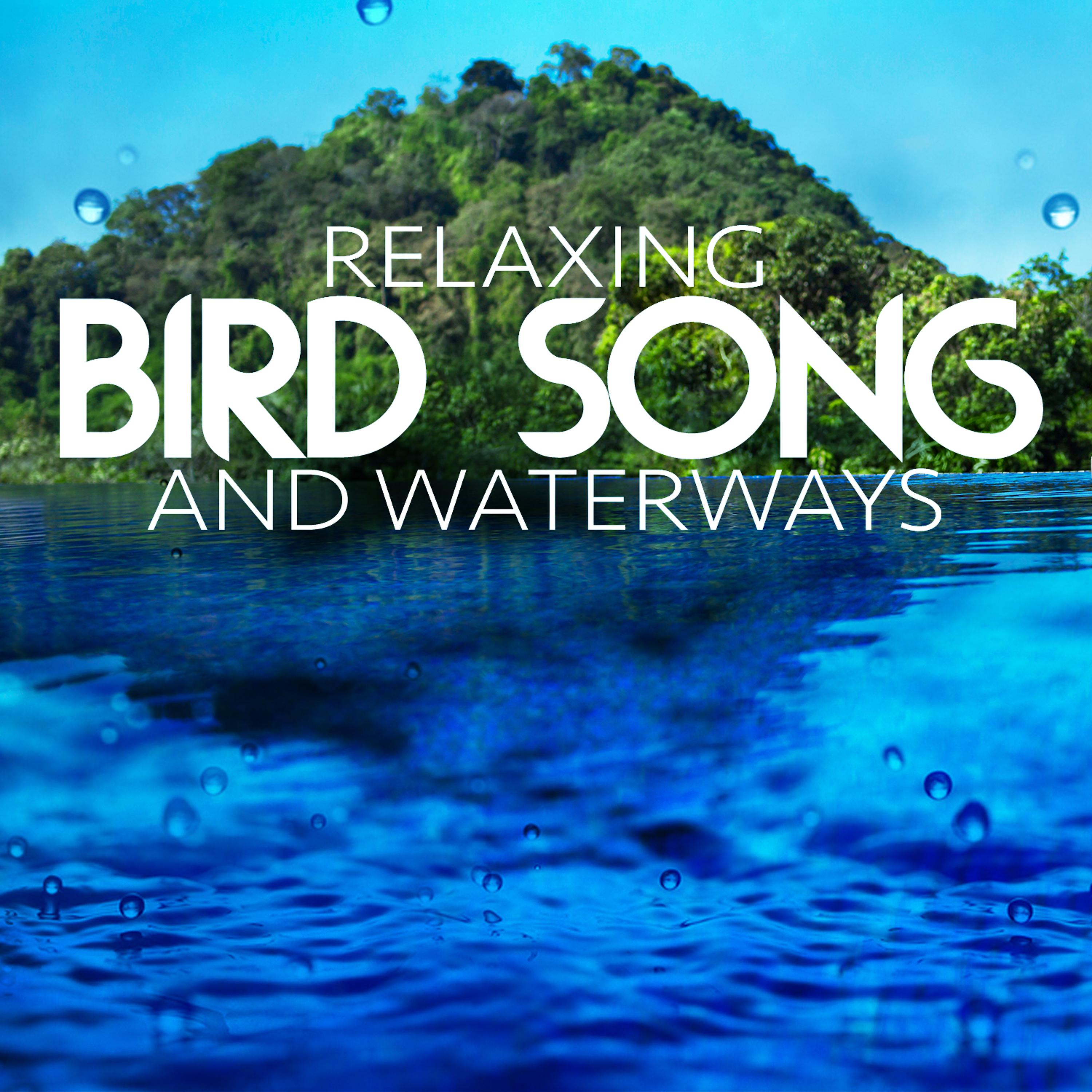 Постер альбома Relaxing Bird Song and Waterways